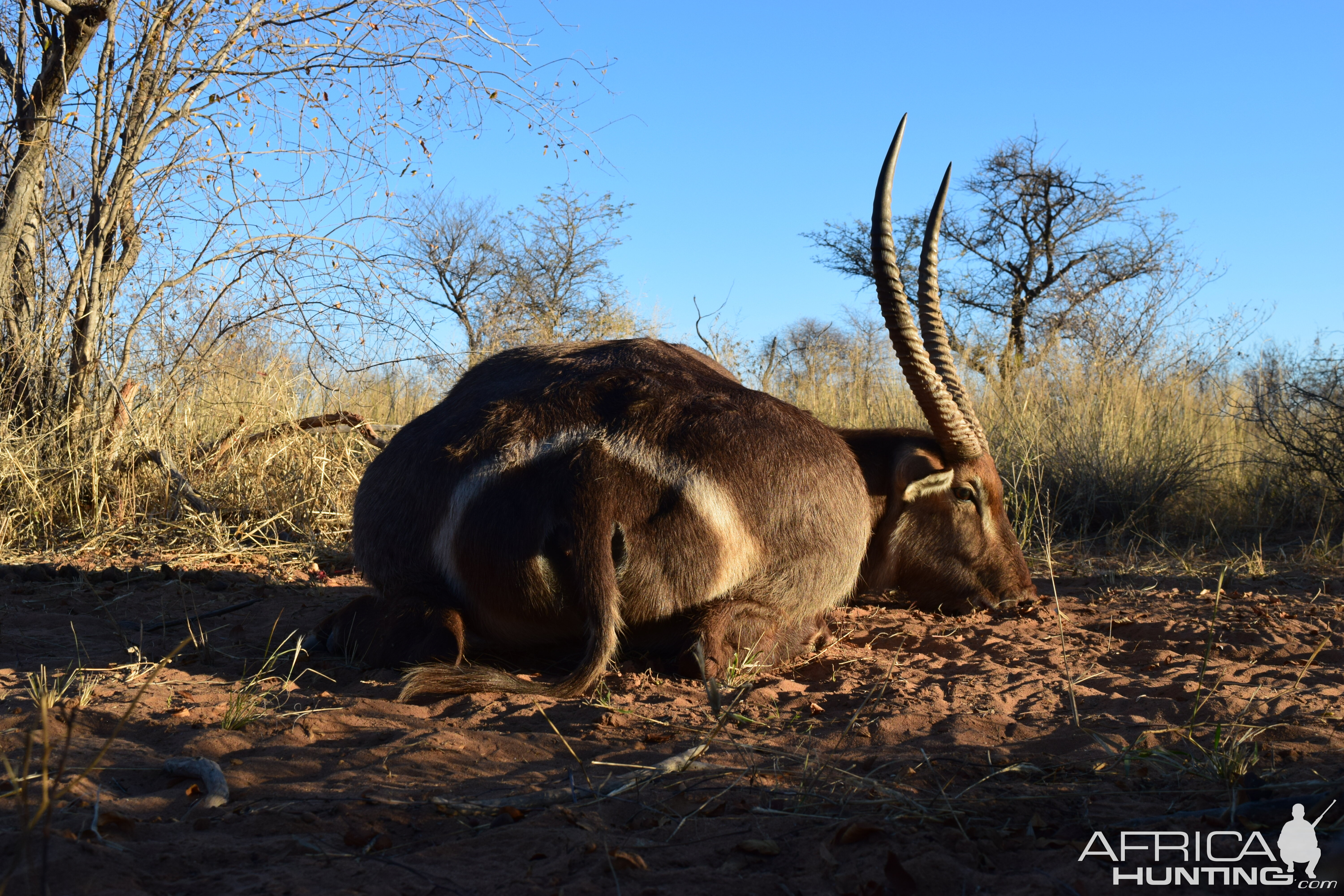 waterbuck