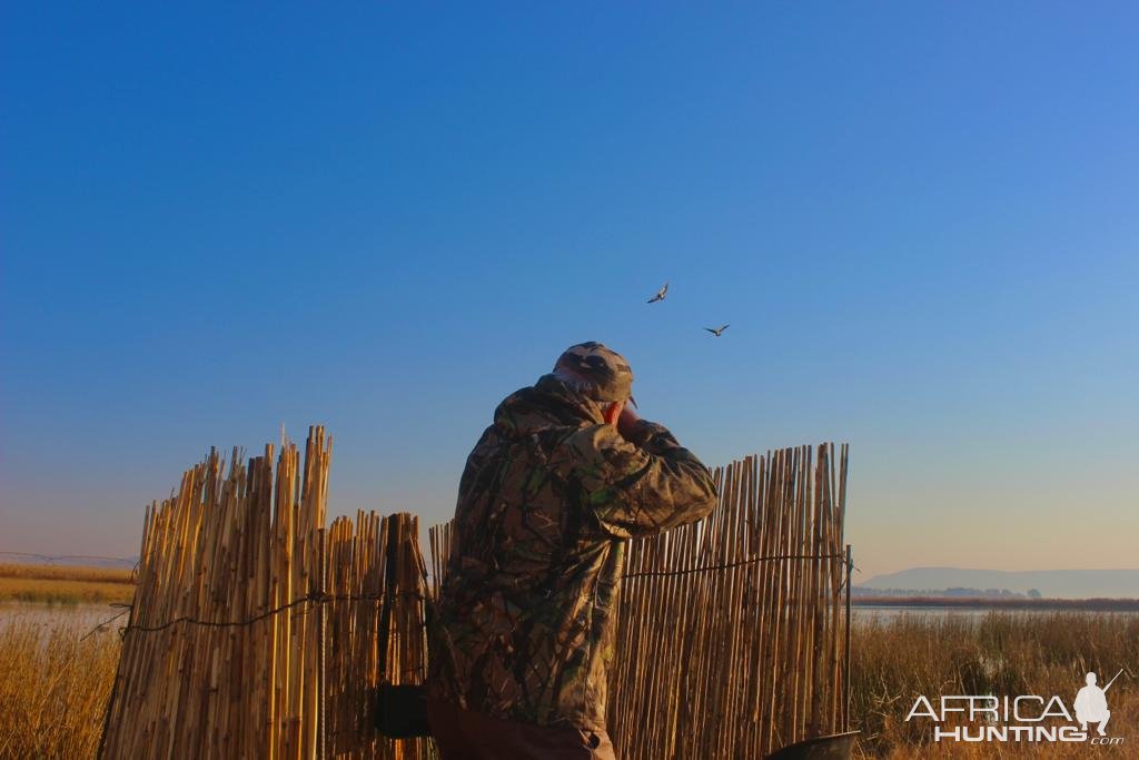 Waterfowl shooting South Africa
