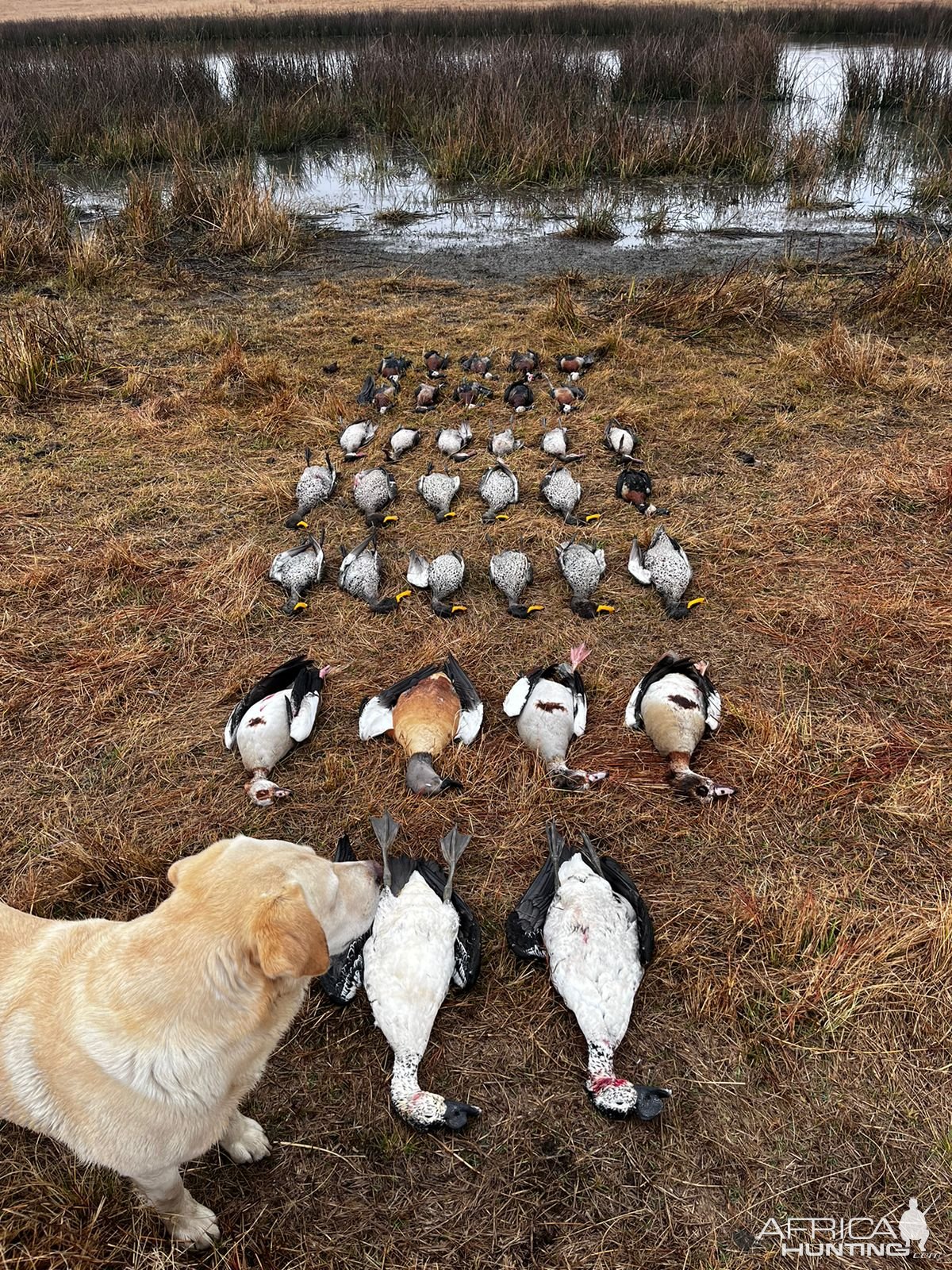 Waterfowl shooting South Africa