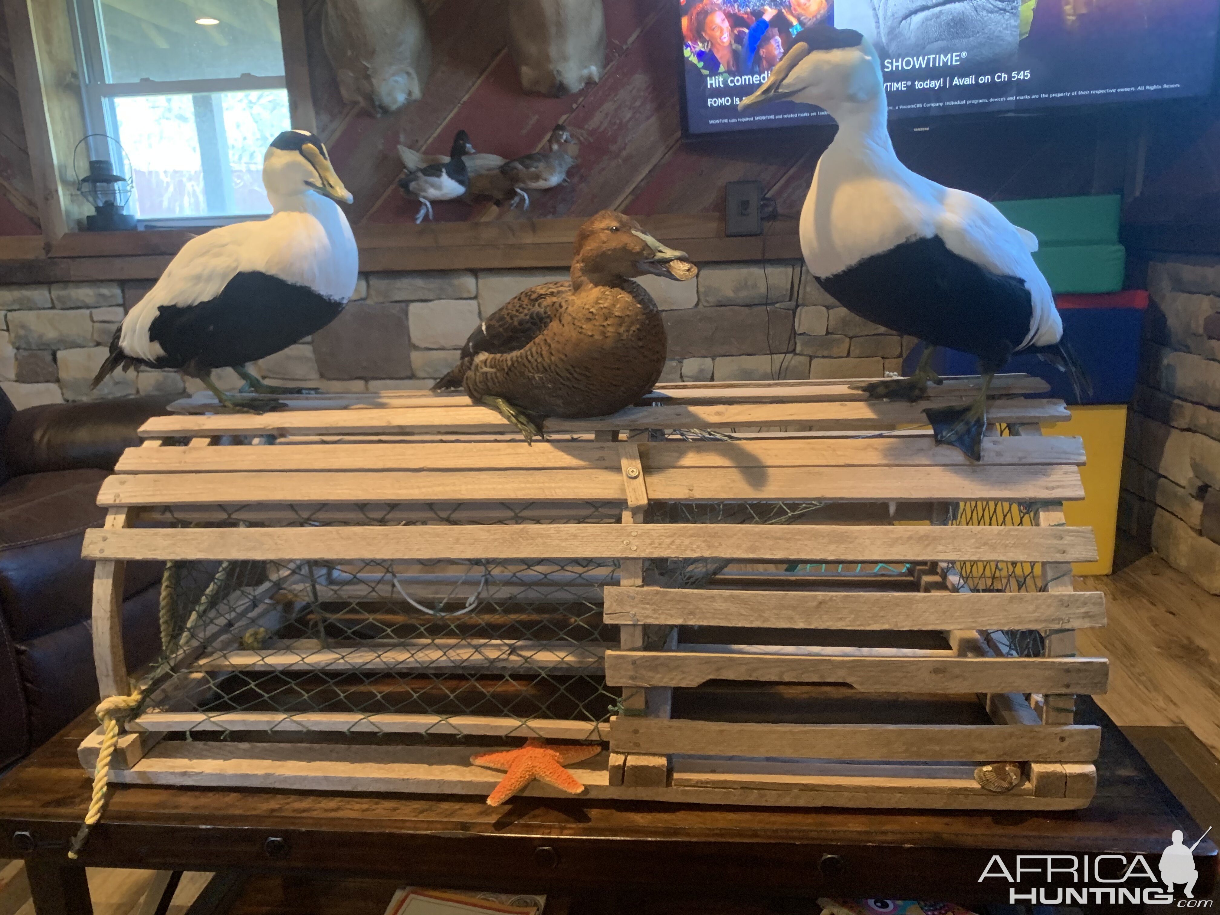 Waterfowl Taxidermy