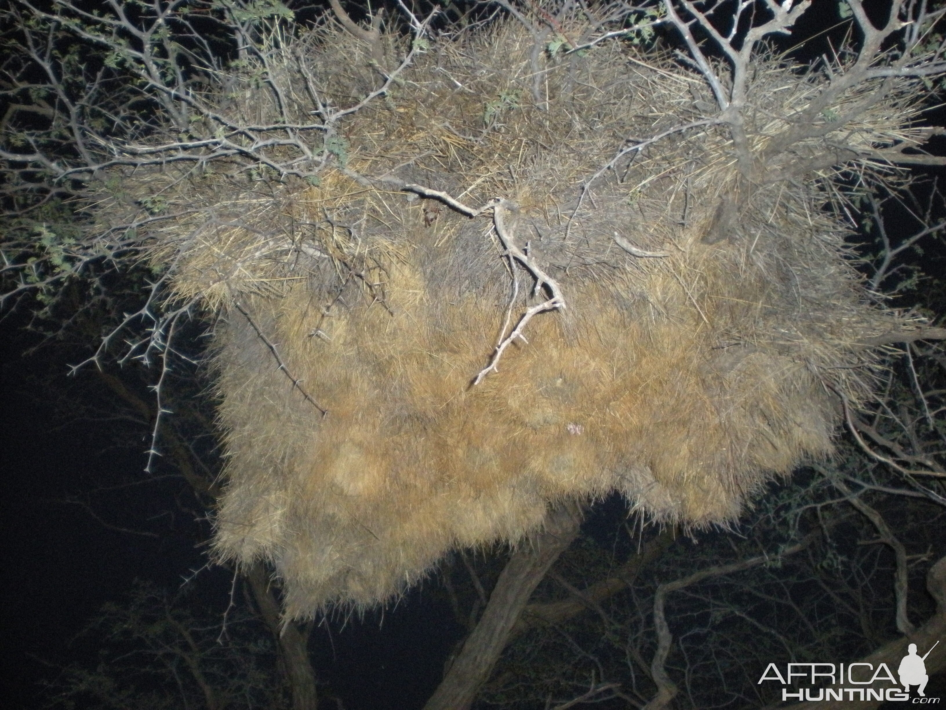 Weaver Nest Namibia