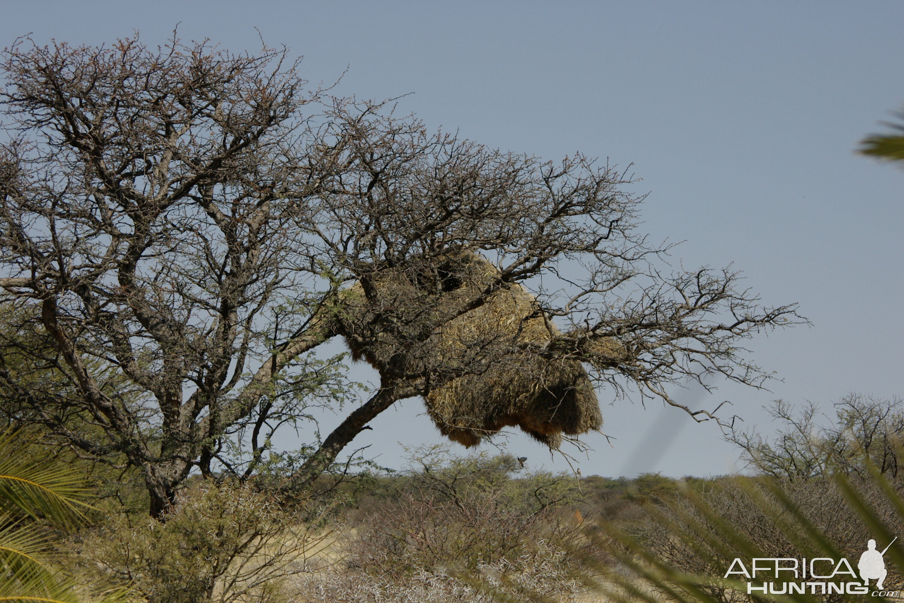 Weaver Nest Namibia