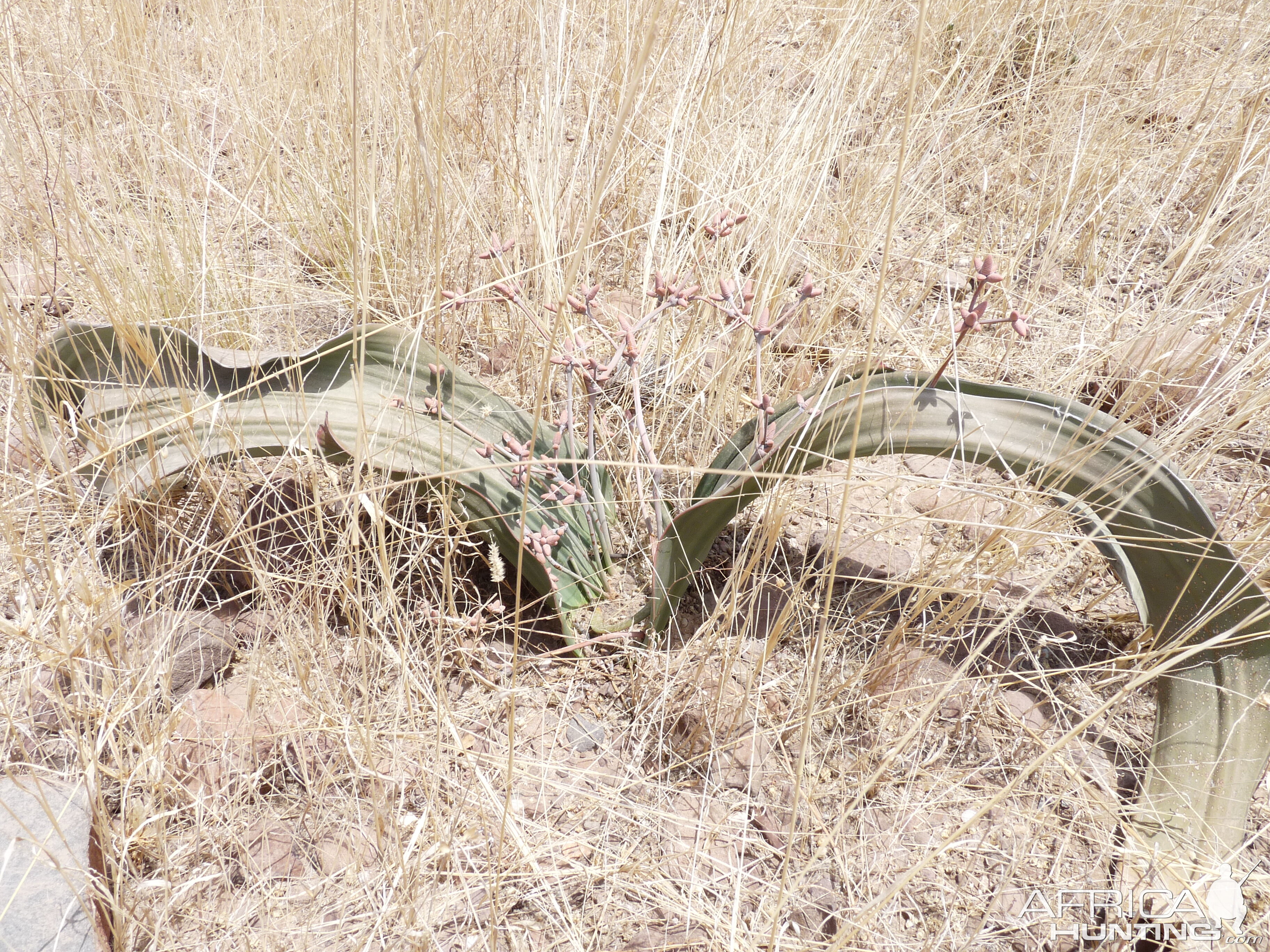 Welwitschia Damaraland Namibia