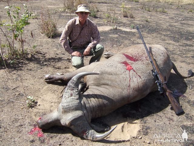 West African Buffalo Hunting