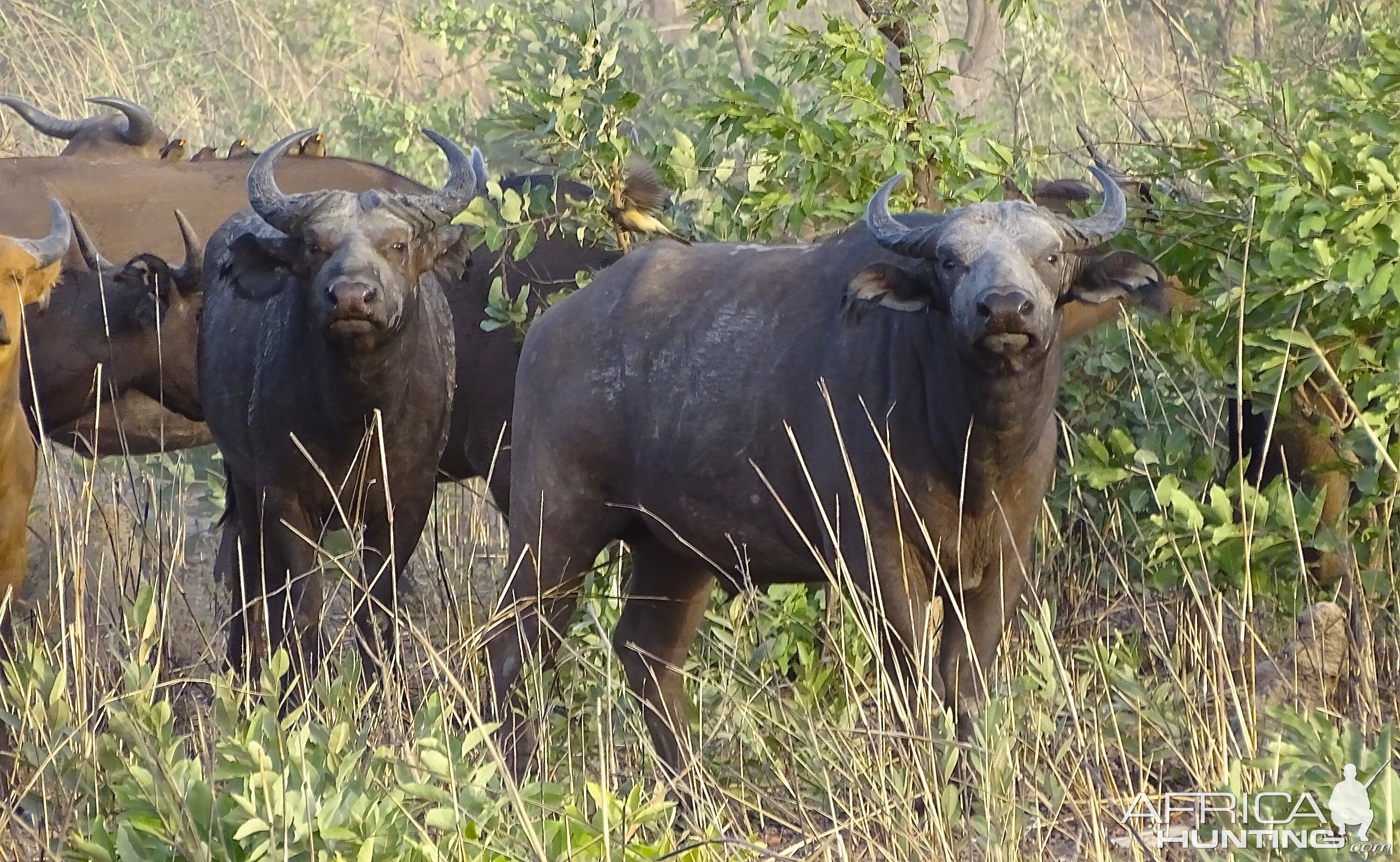 West African Savanna Buffalo Benin Wildlife