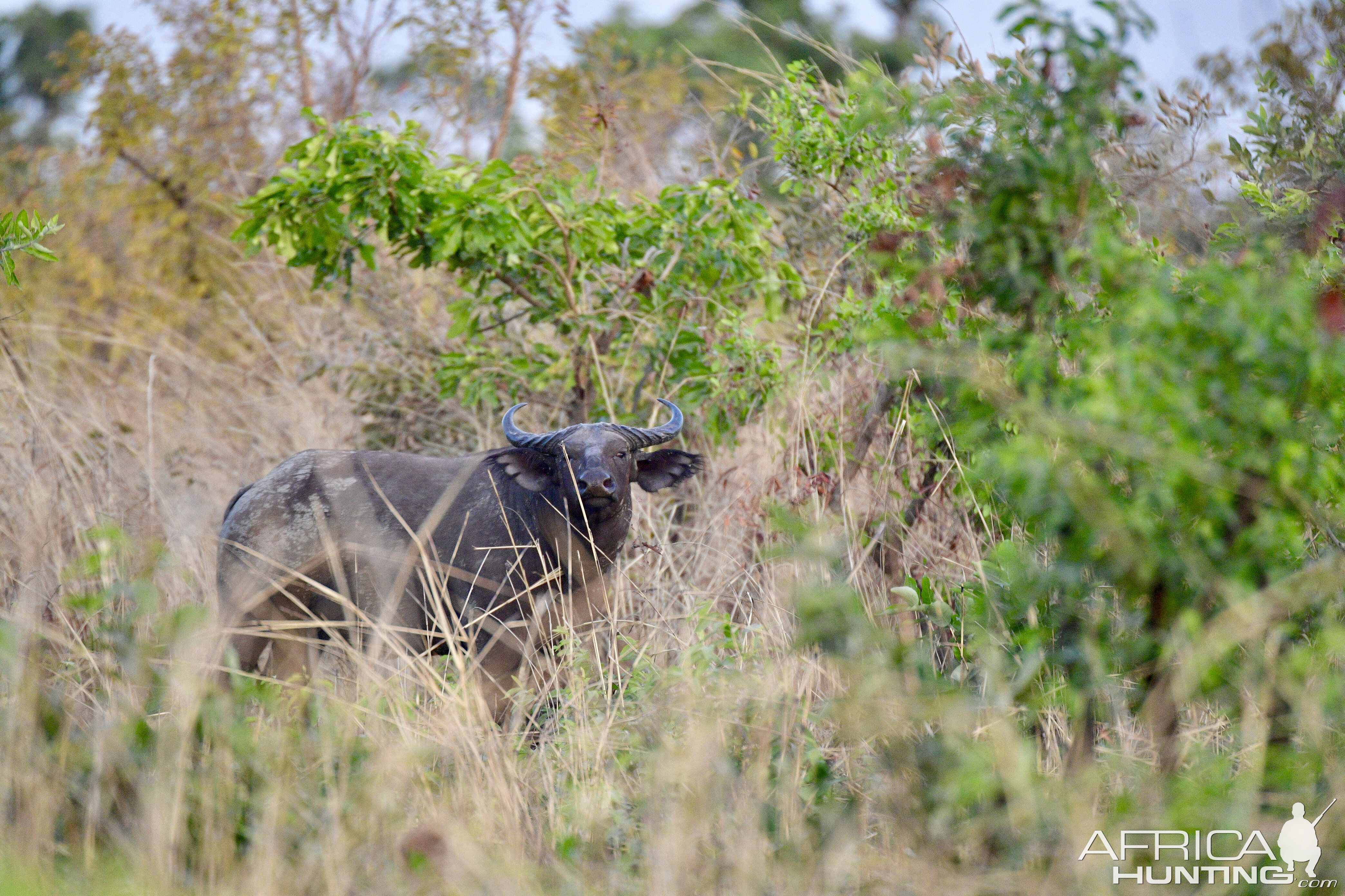 West African Savanna Buffalo Burkina Faso