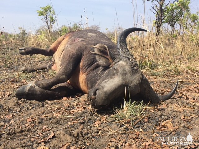 West African Savanna Buffalo Hunt Burkina Faso