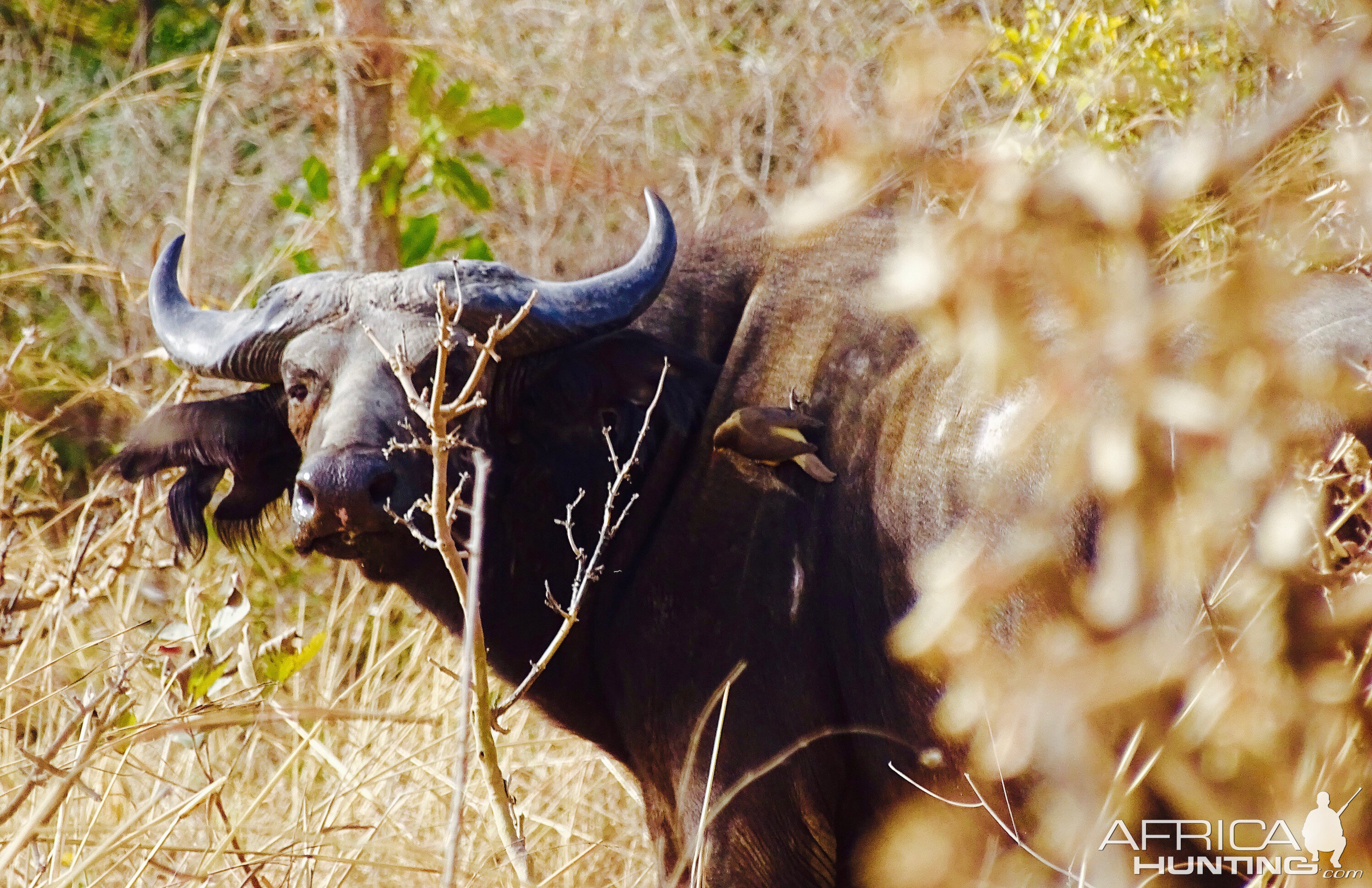 West African Savanna Buffalo in West Africa