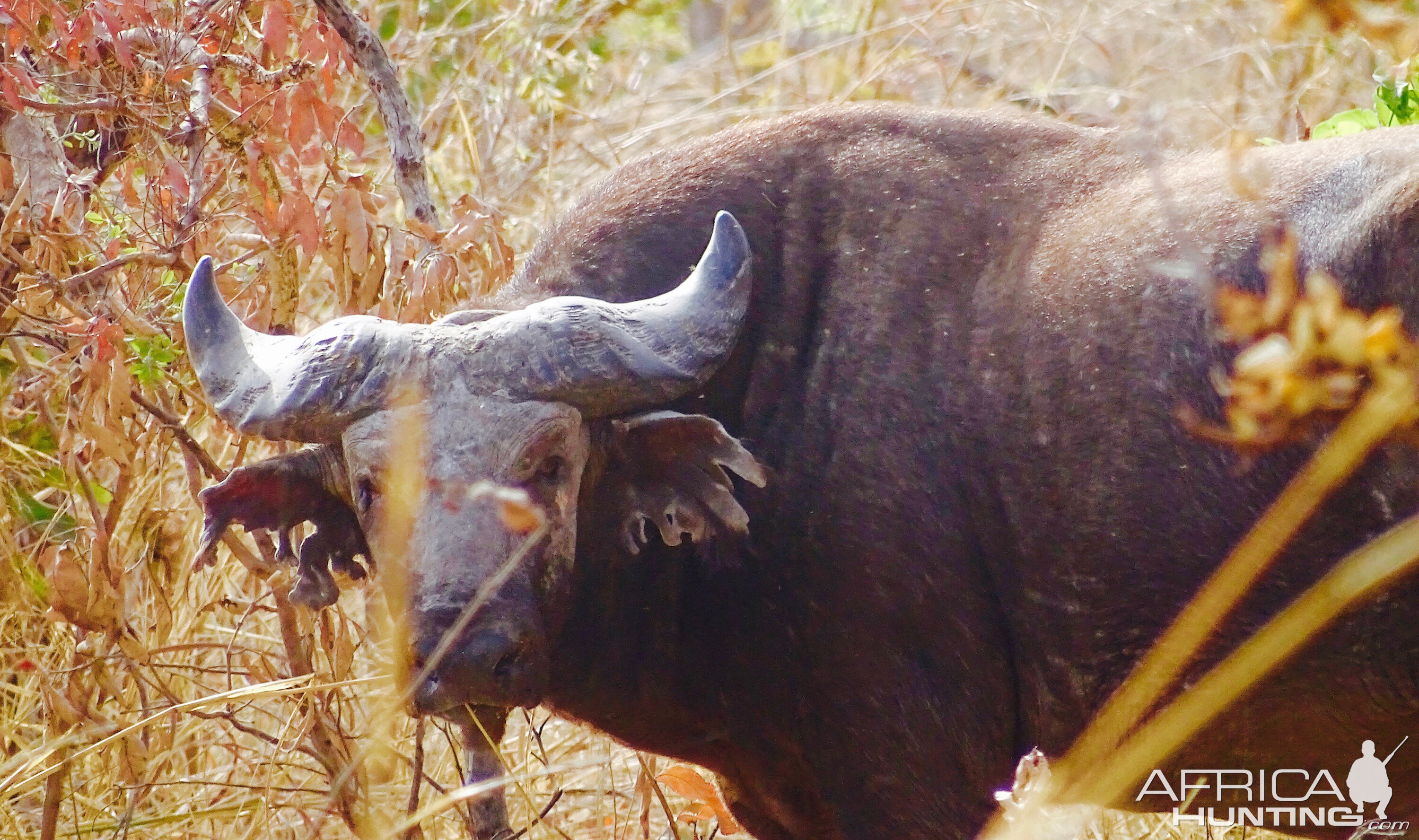 West African Savanna Buffalo in West Africa