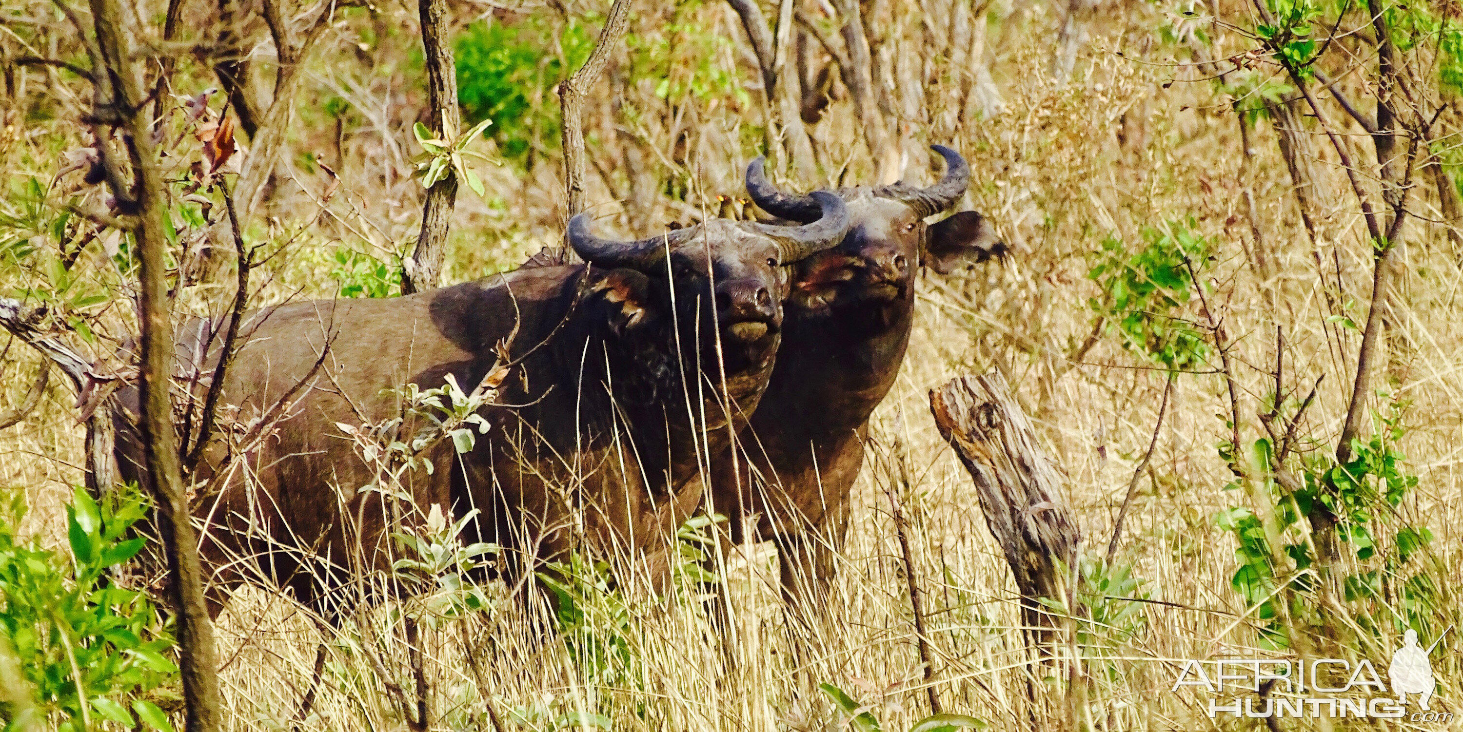 West African Savanna Buffalo in West Africa