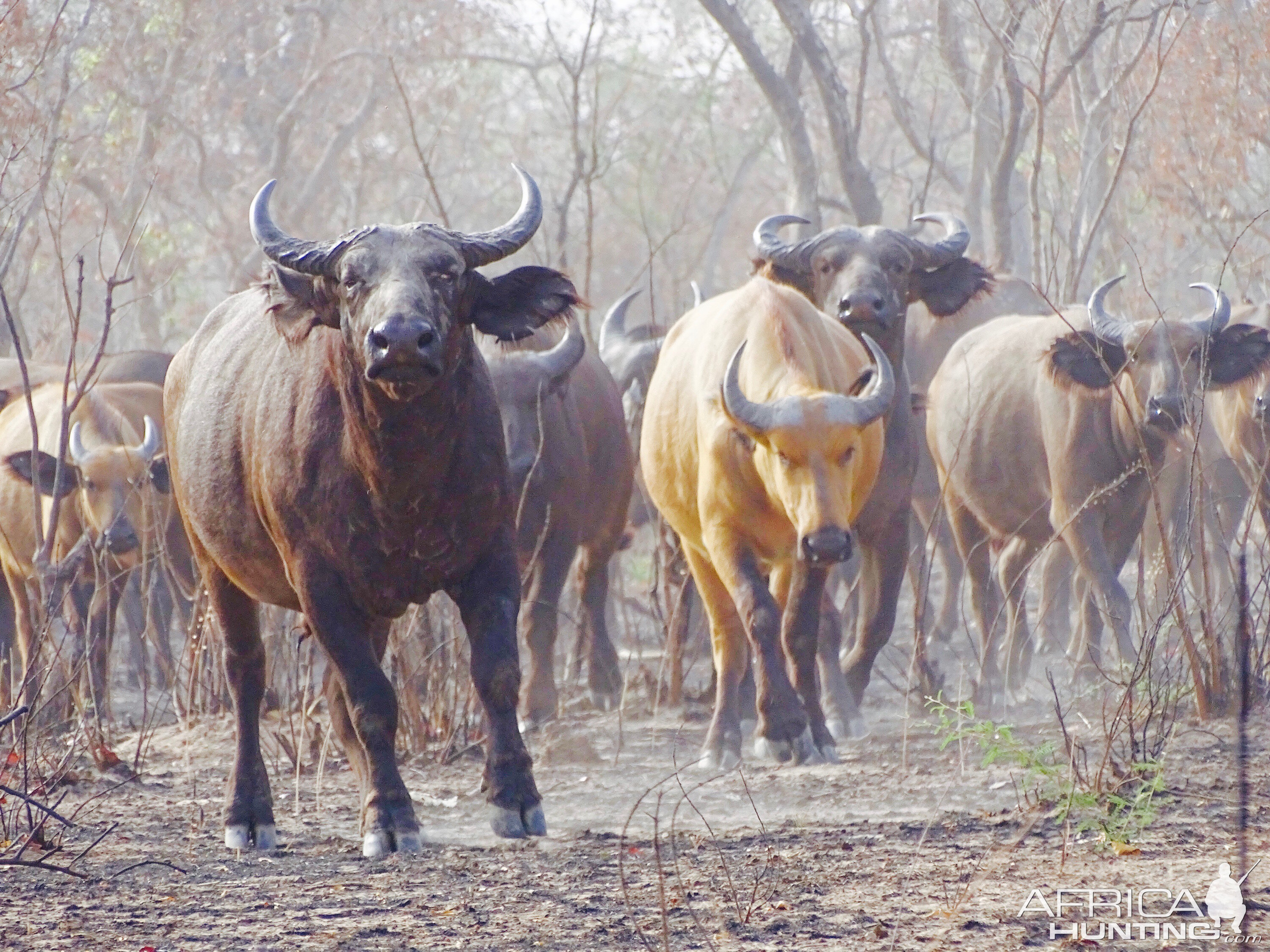 West African Savanna Buffalo in West Africa