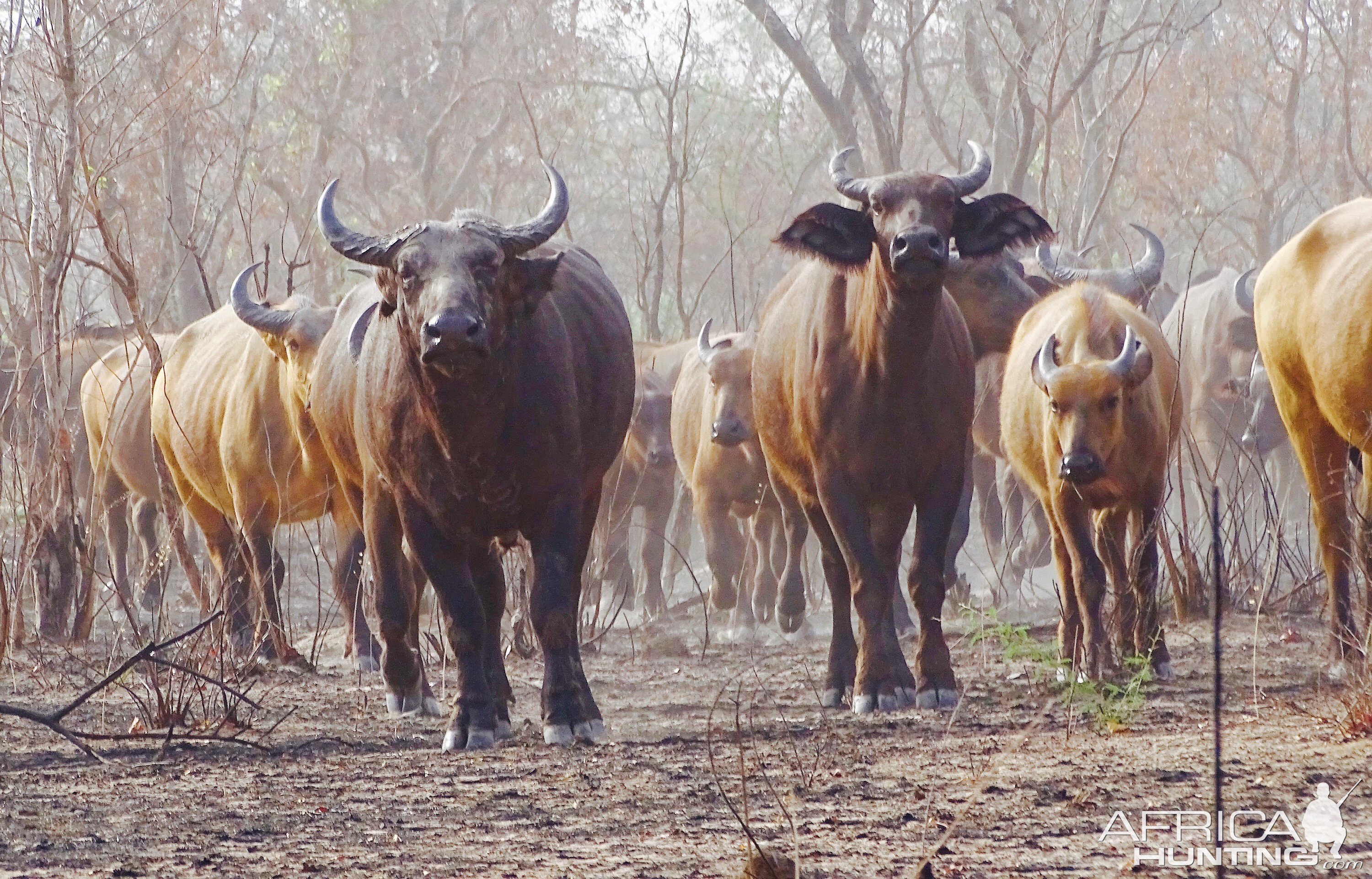 West African Savanna Buffalo in West Africa