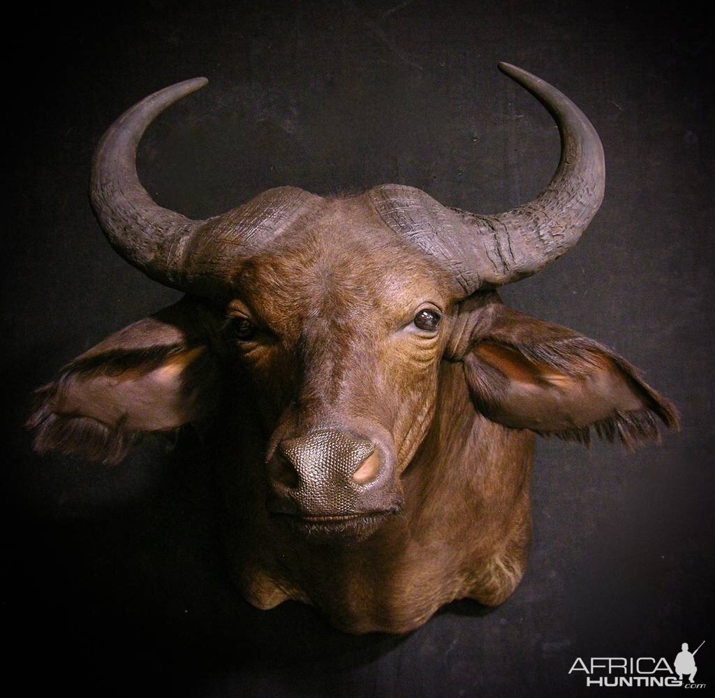 West African Savanna Buffalo Shoulder Mount Taxidermy