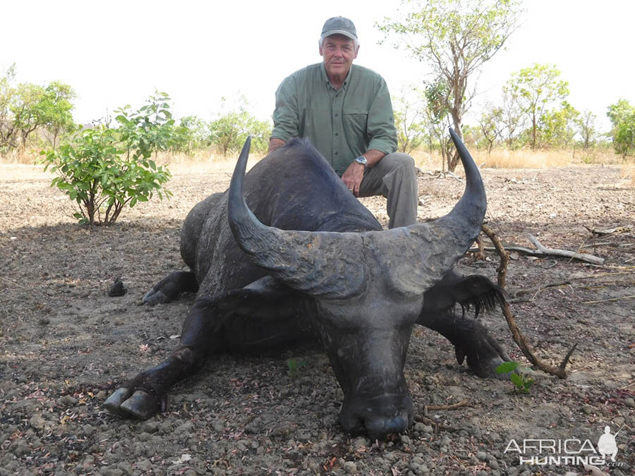 West African Savanna Buffalo