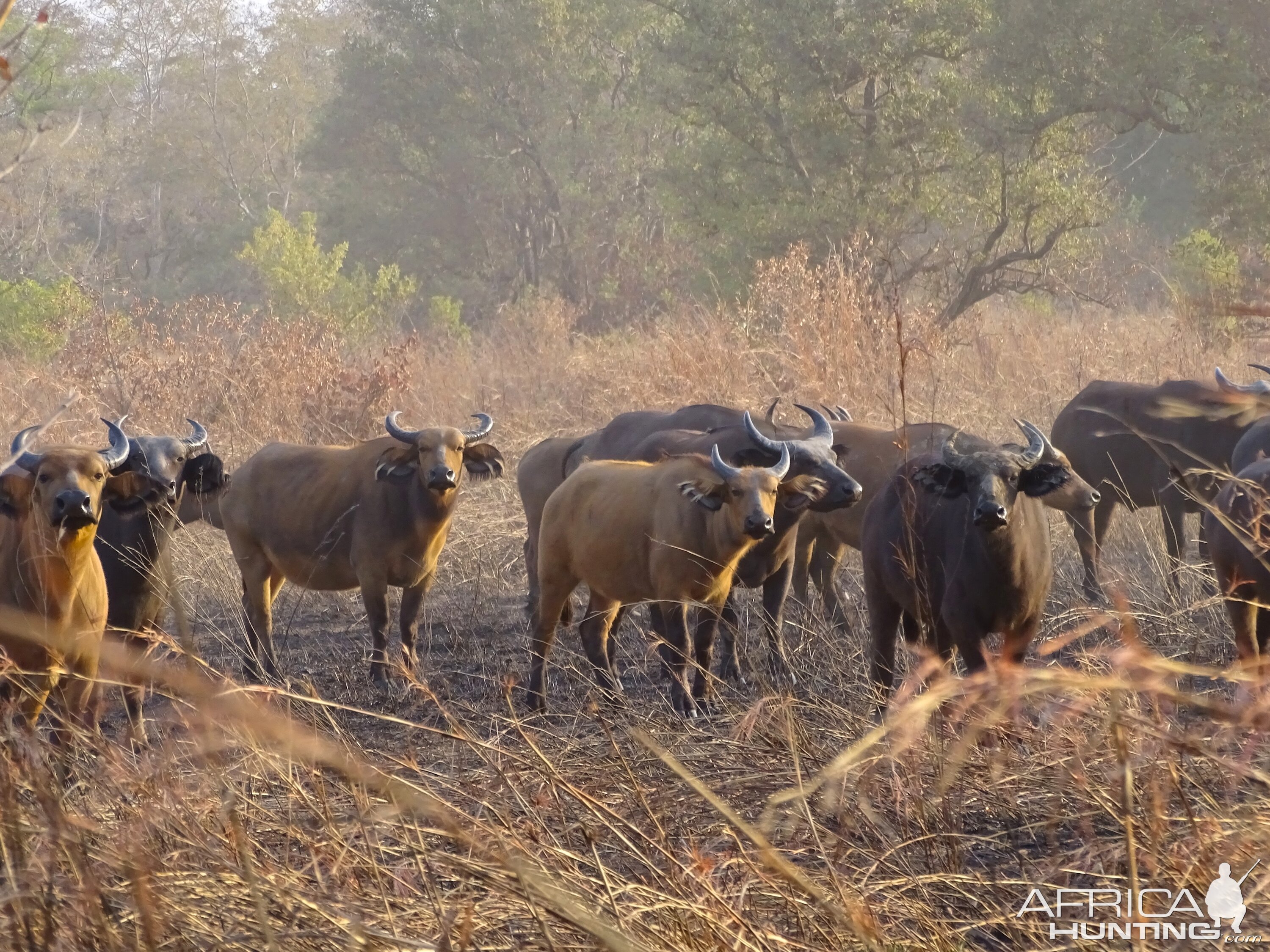 West African Savannah Buffalo Benin