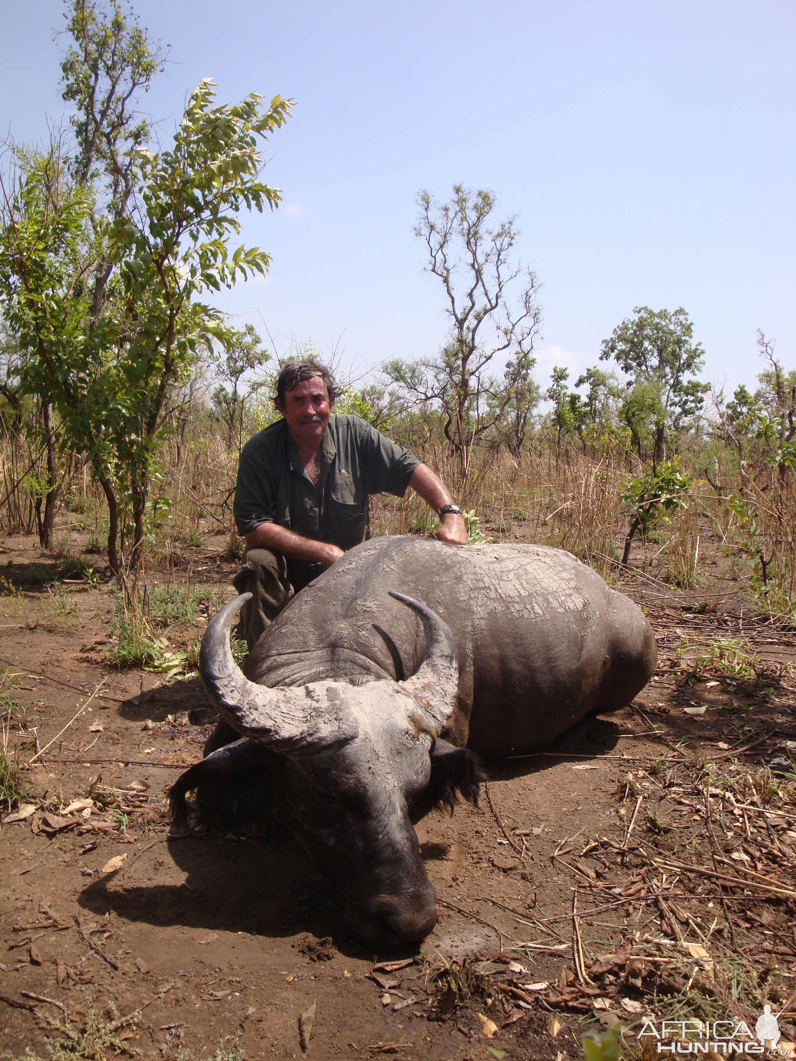 West African Savannah Buffalo hunted in Benin with Club Faune