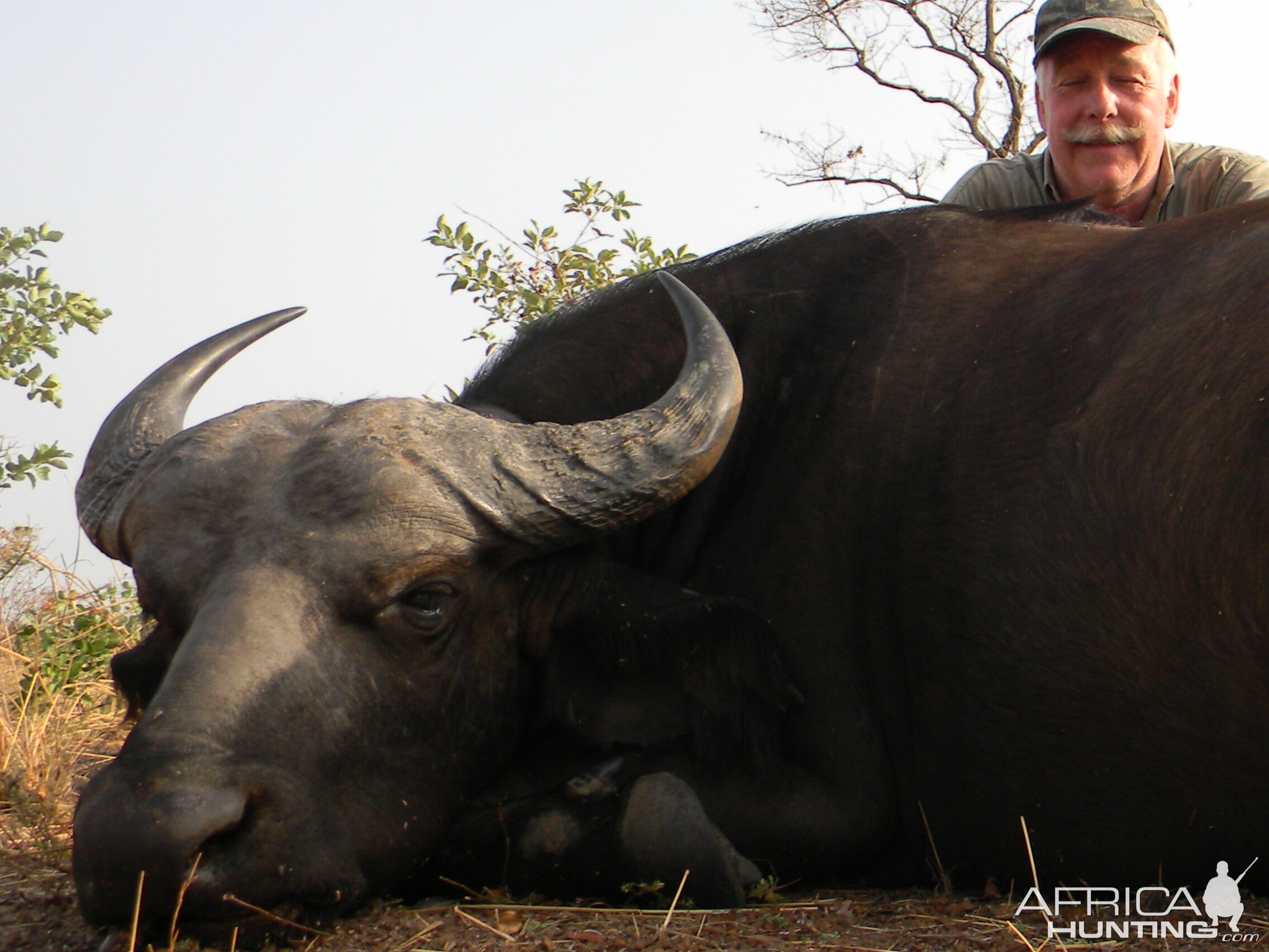 West African Savannah Buffalo hunted in Benin with Club Faune