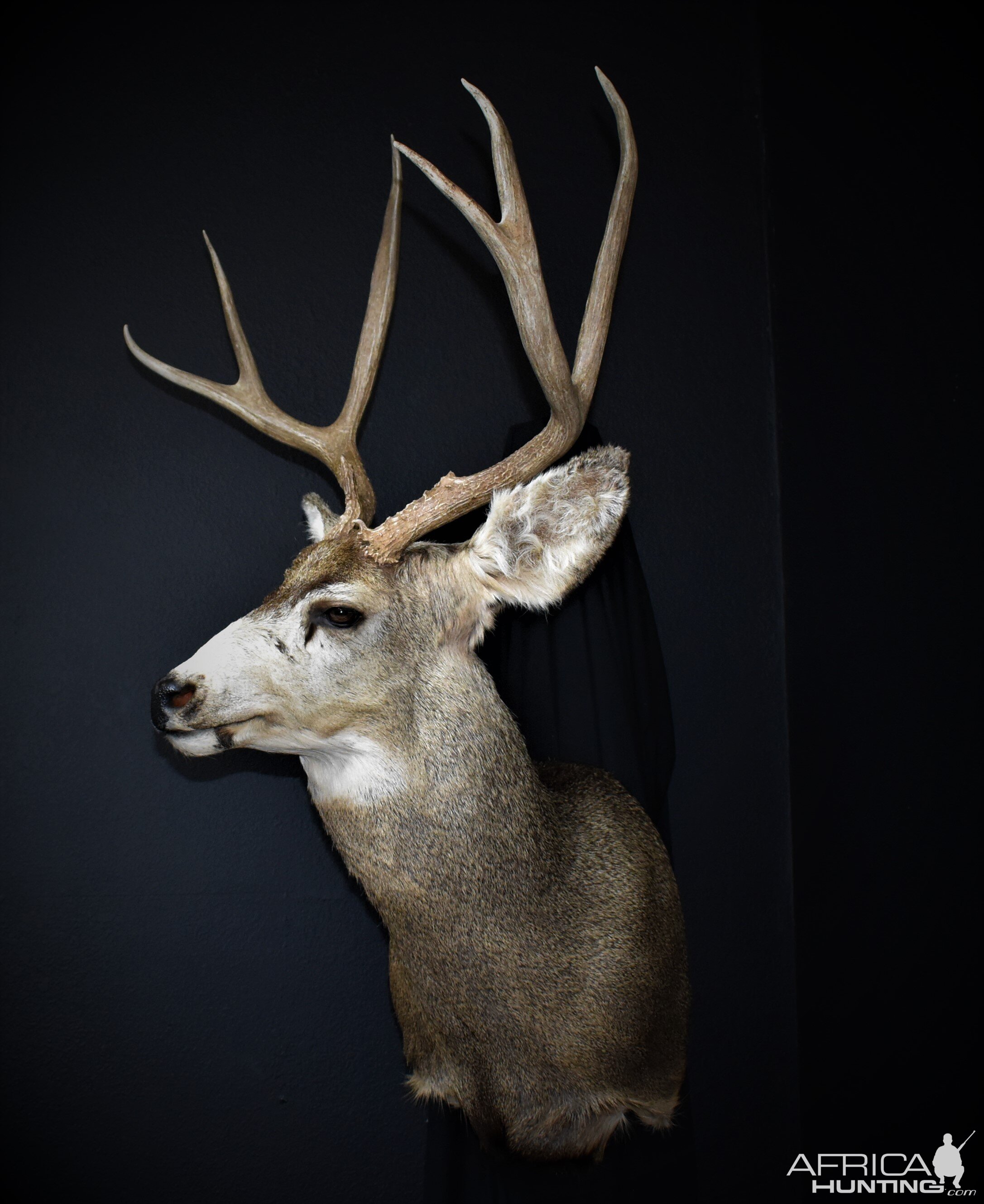 West Texas Mule Deer Shoulder Mount Taxidermy