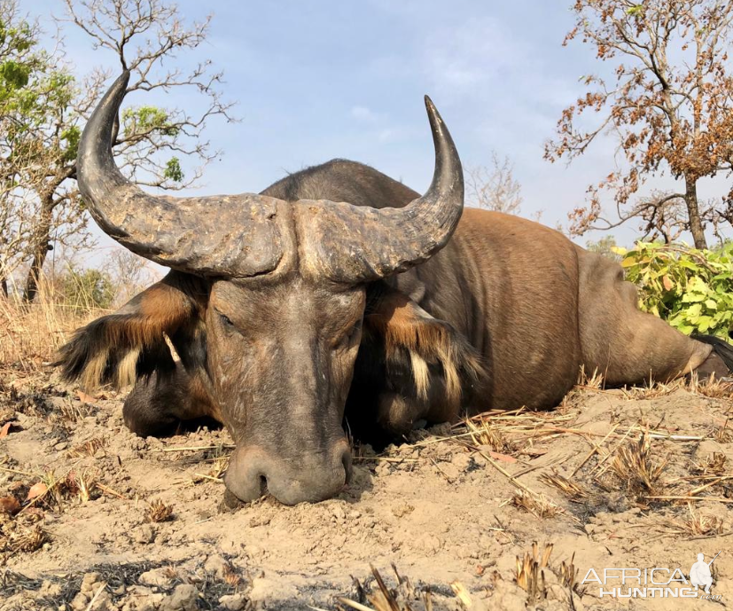 Western Buffalo Hunt Cameroon