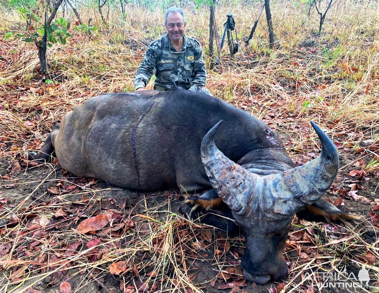 Western Buffalo Hunt Cameroon