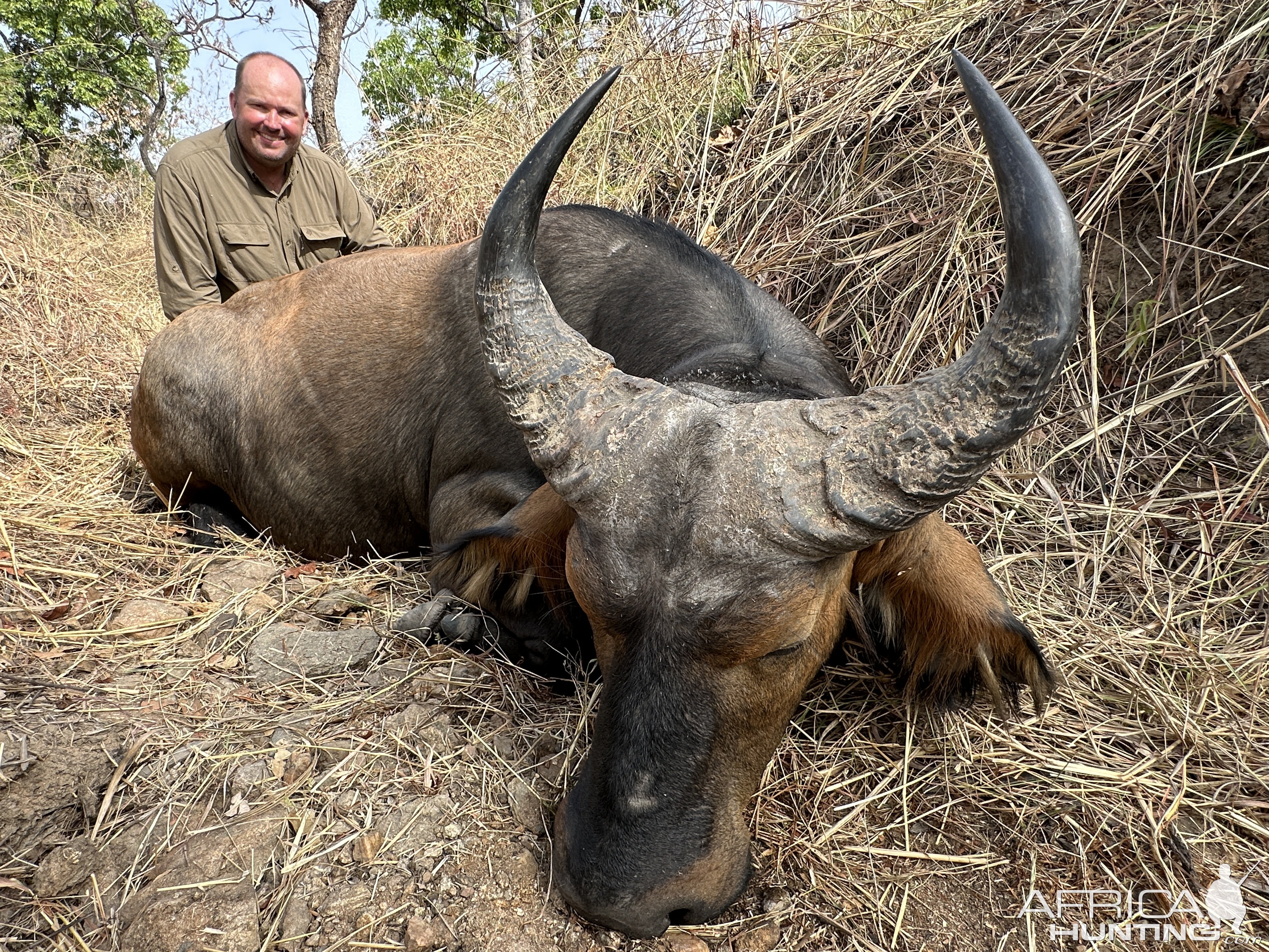 Western Buffalo Hunt Cameroon