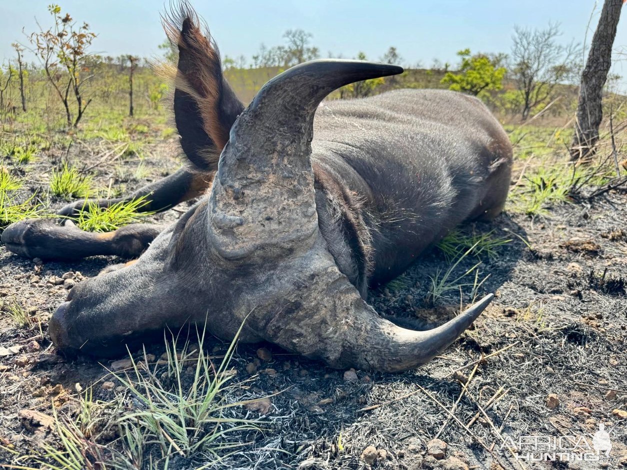 Western Buffalo Hunt Cameroon