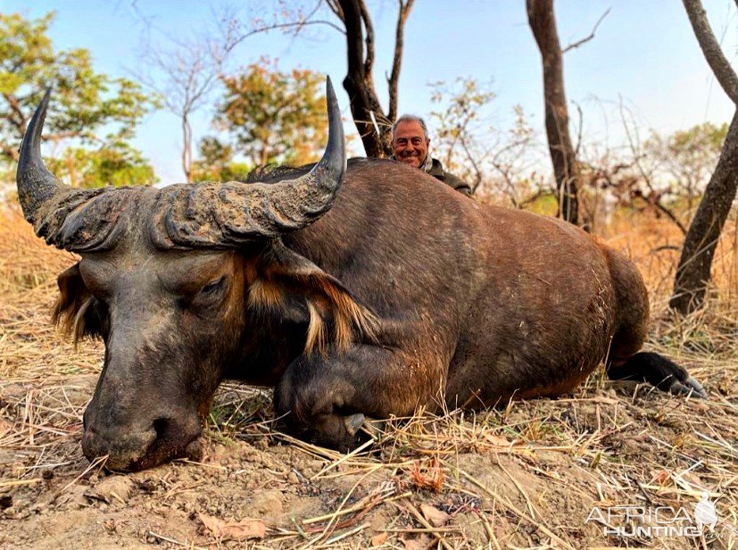 Western Buffalo Hunting North Cameroon