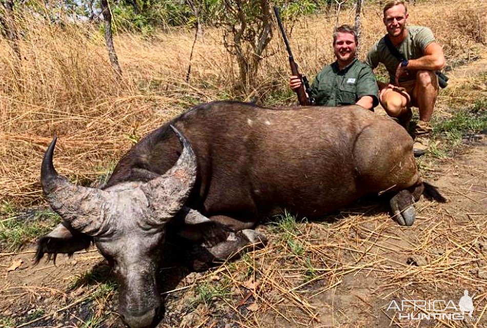 Western Buffalo Hunting North Cameroon