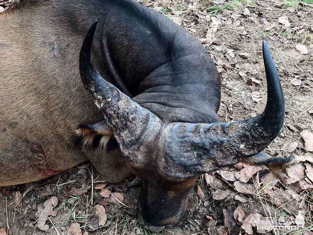 Western Buffalo Hunting North Cameroon