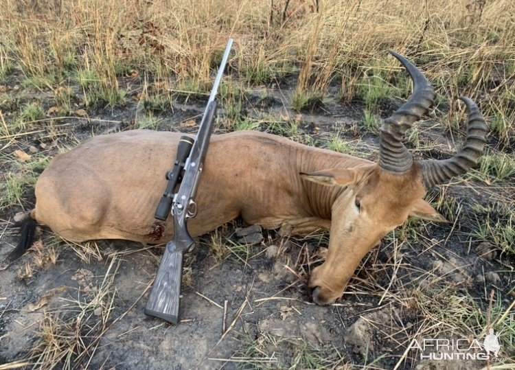 Western Hartebeest Hunt Cameroon