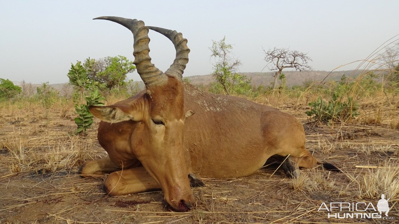 Western Hartebeest Hunting Benin