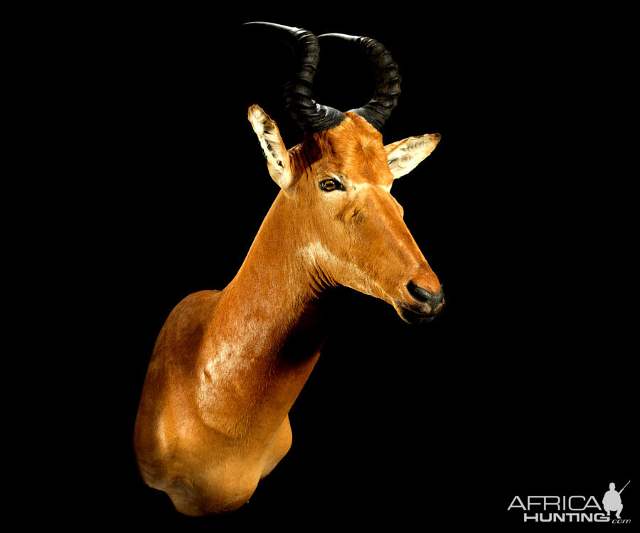 Western Hartebeest Shoulder Mount Taxidermy