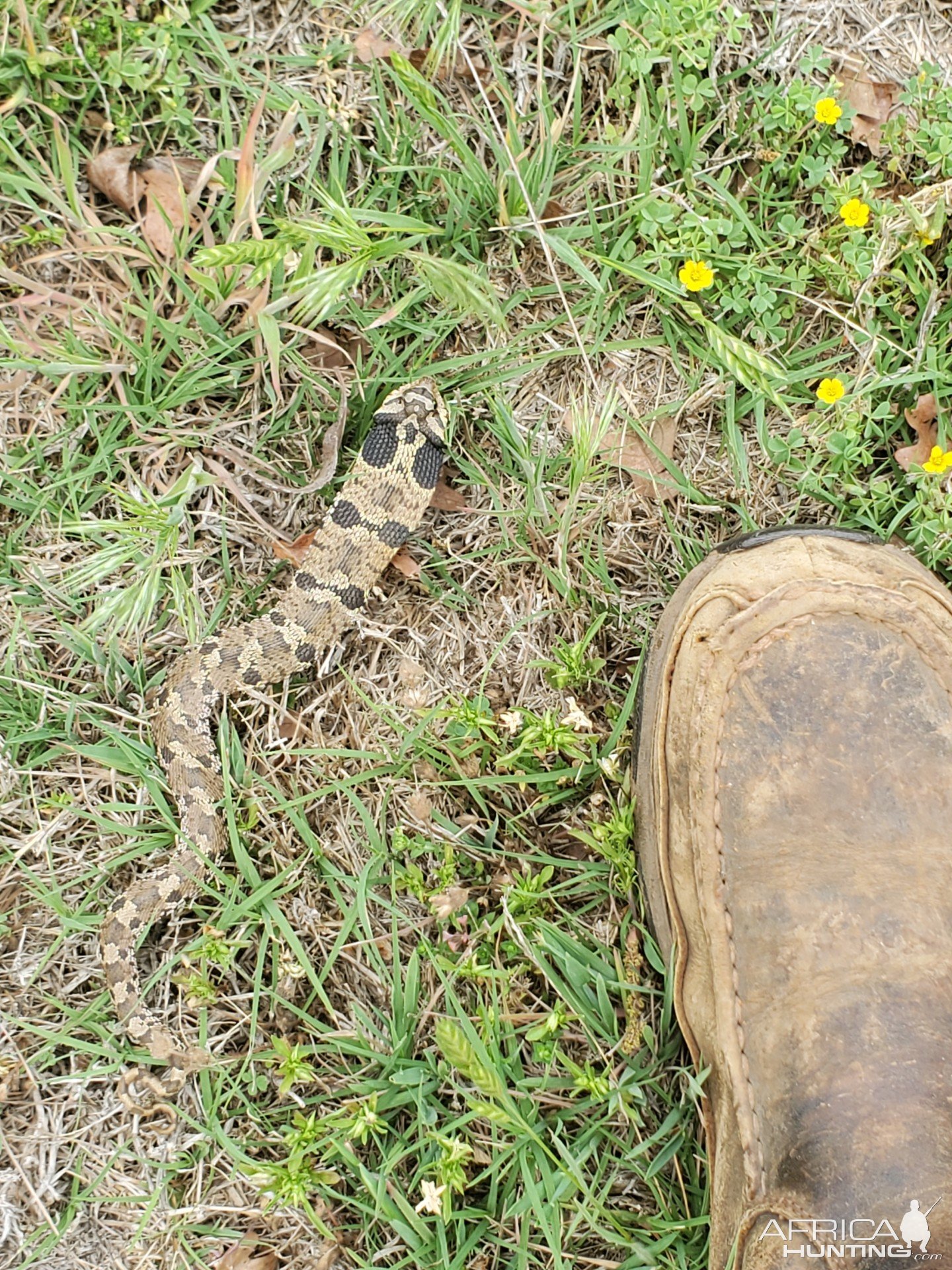 Western Hognose Snake