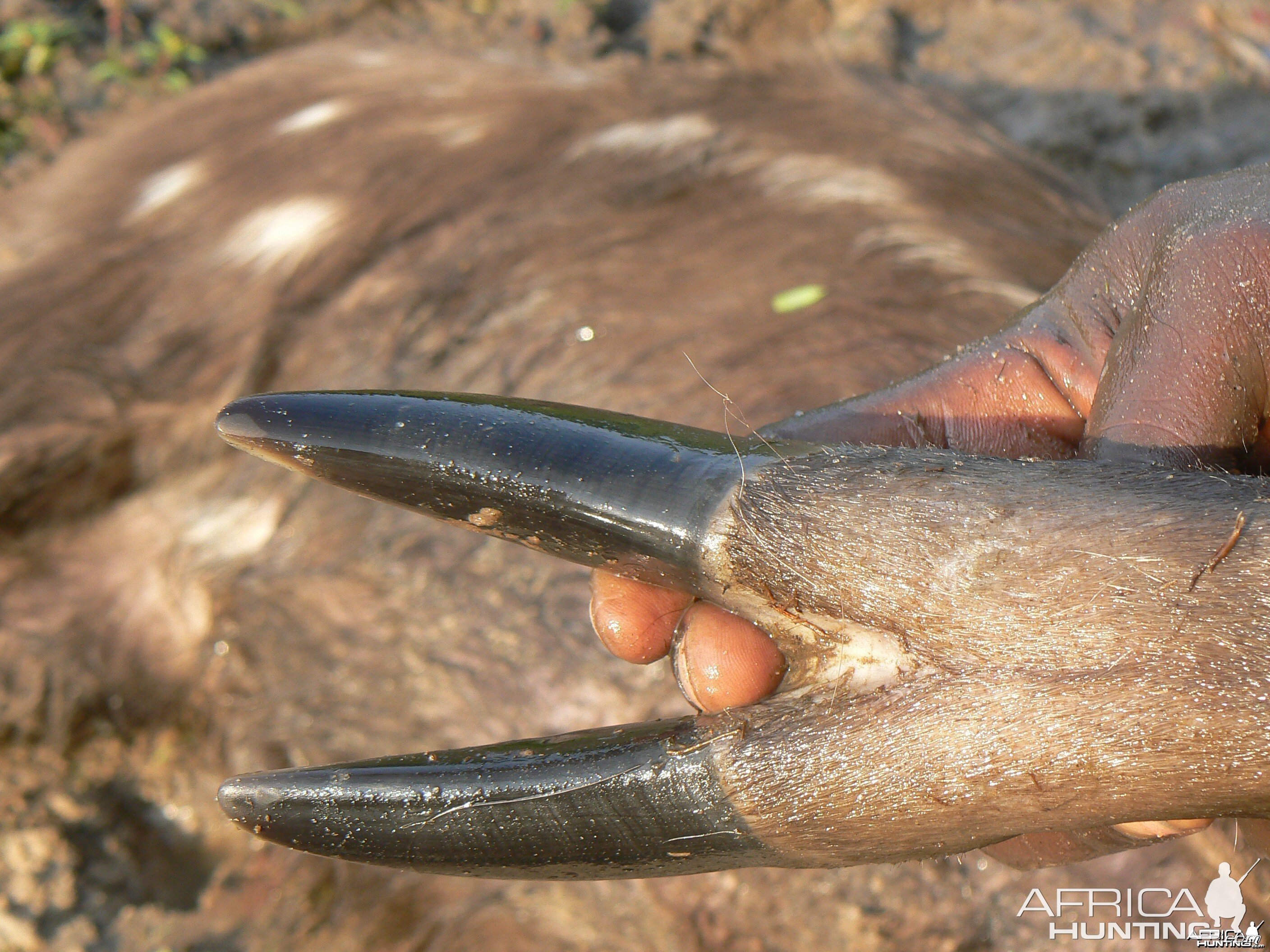 Western Sitatunga hooves