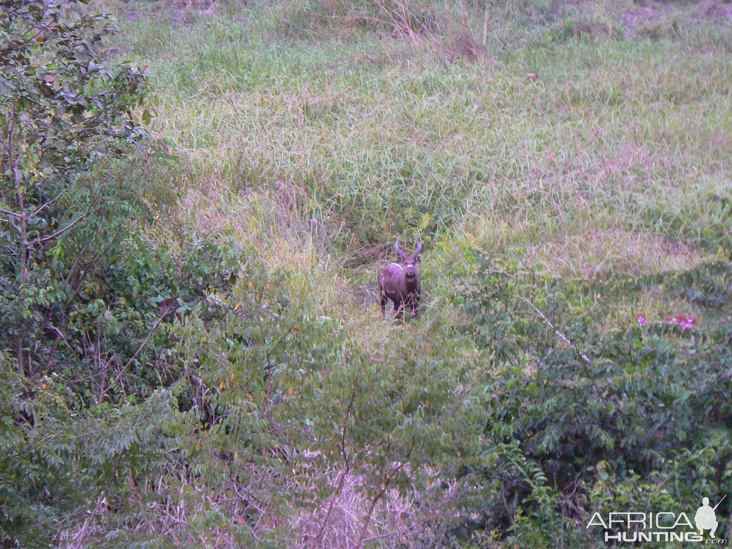 Western Sitatunga in C.A.R.