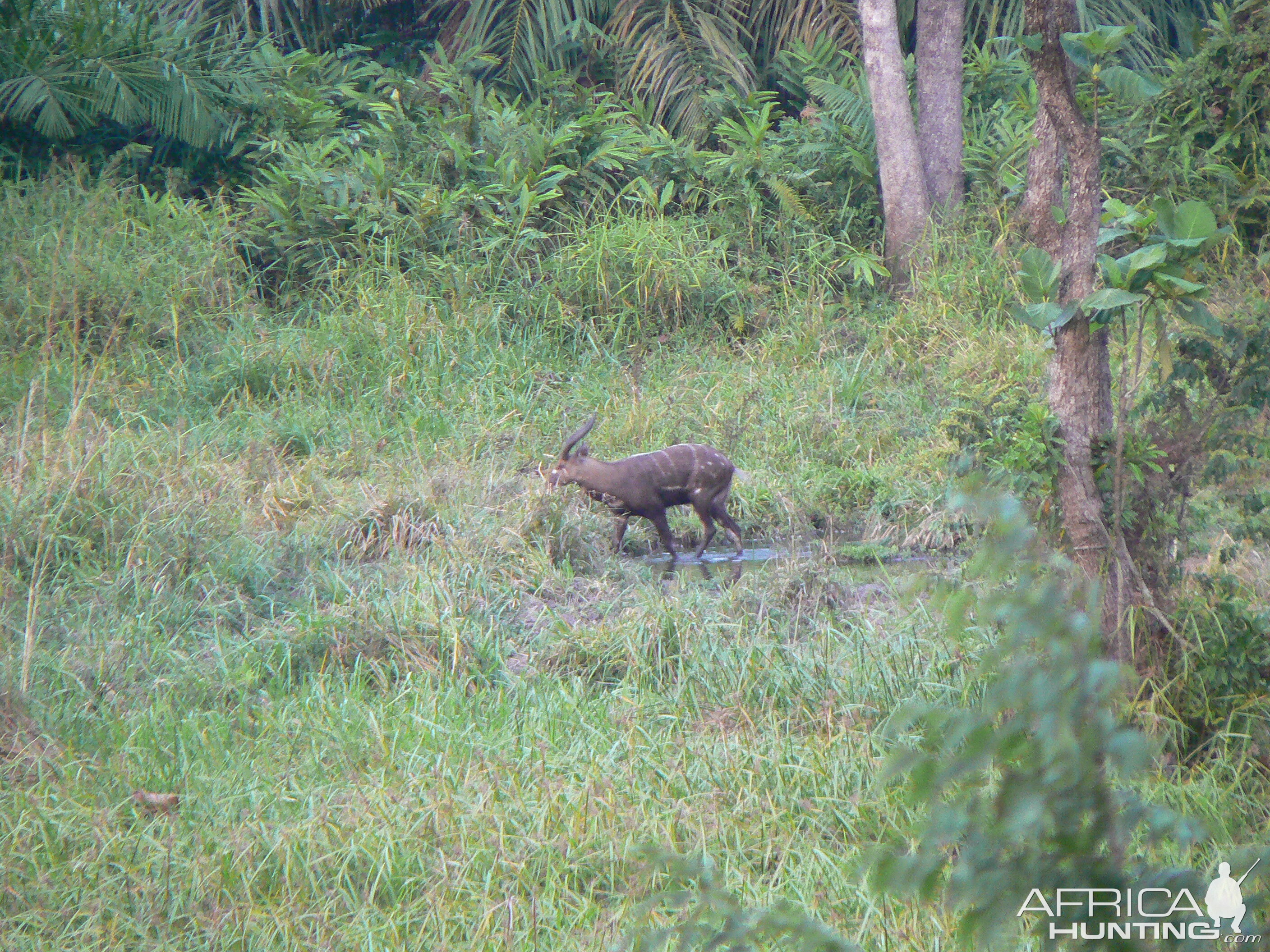 Western Sitatunga in C.A.R.