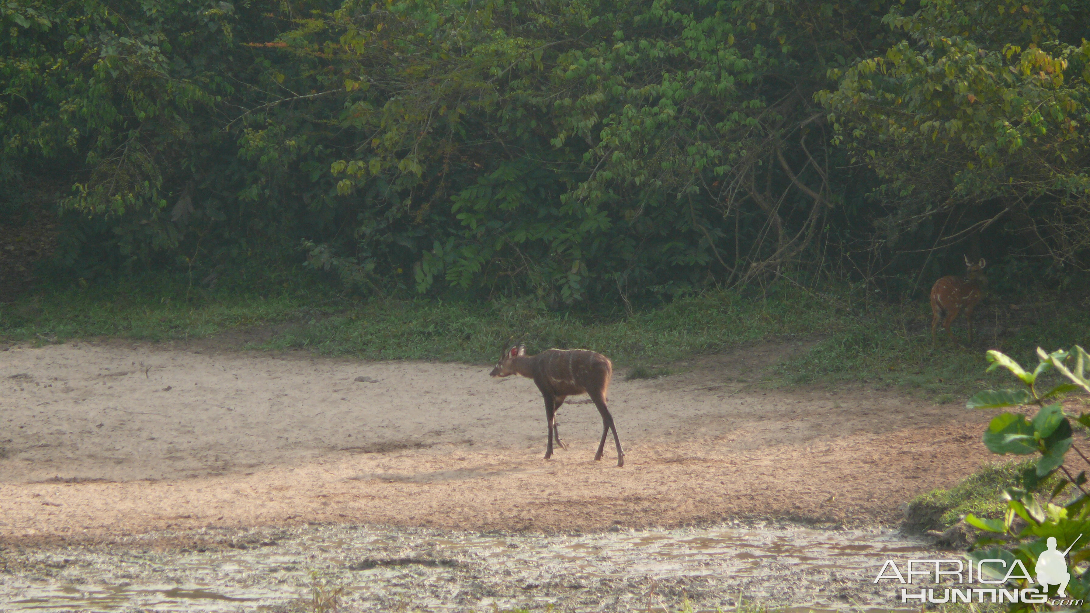 Western Sitatunga in C.A.R.