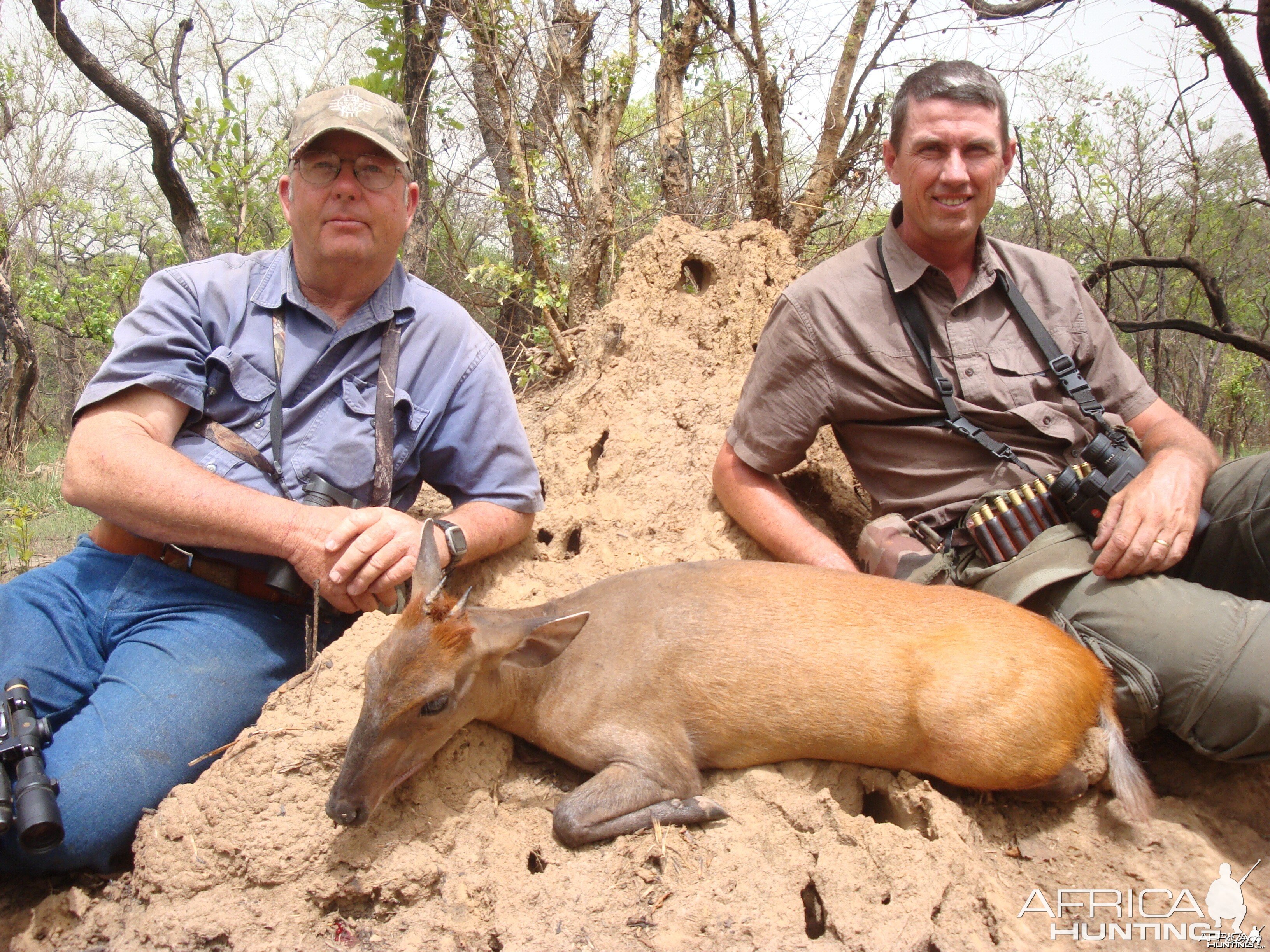 Weyns Duiker hunted in CAR with CAWA