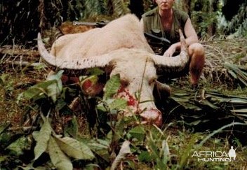 White Asian Buffalo Hunting