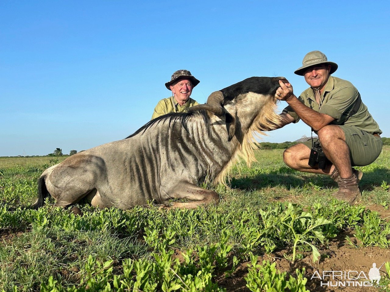 White Bearded Wildebeest Hunt Masaailand