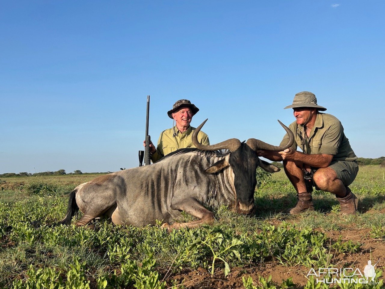 White Bearded Wildebeest Hunt Masaailand