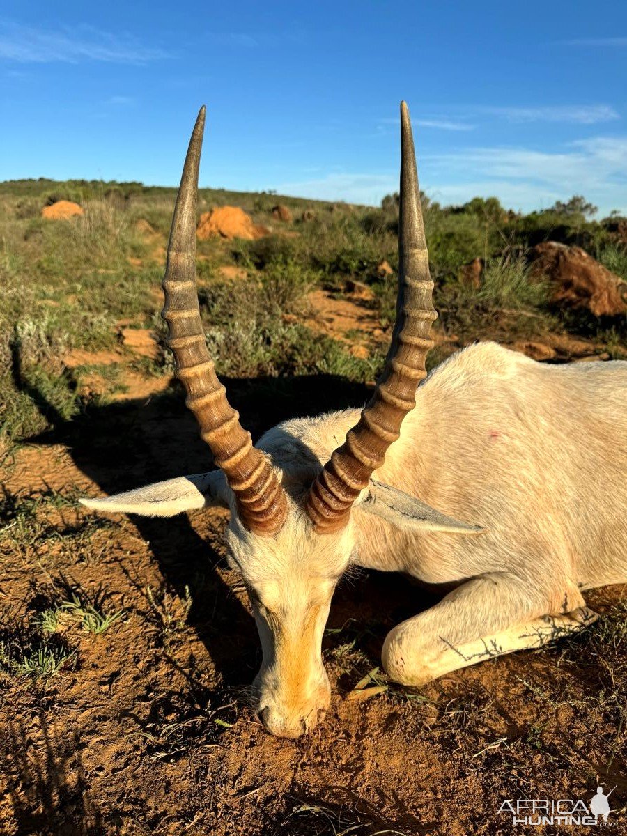 White Blesbok Hunt Eastern Cape South Africa