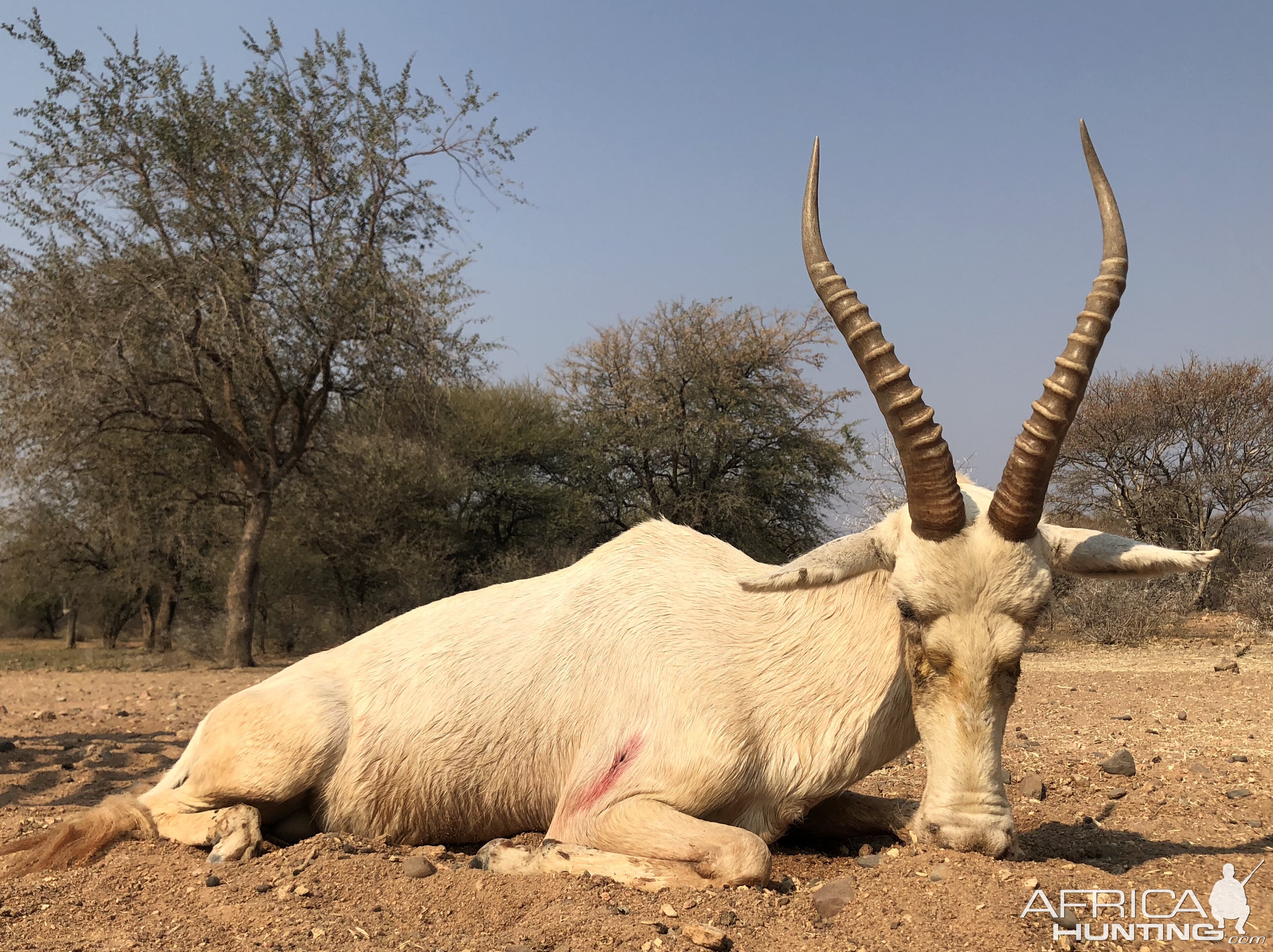 White Blesbok Hunt South Africa