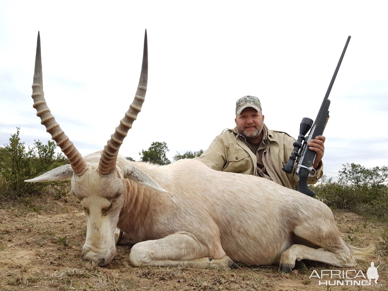 White Blesbok Hunting South Africa