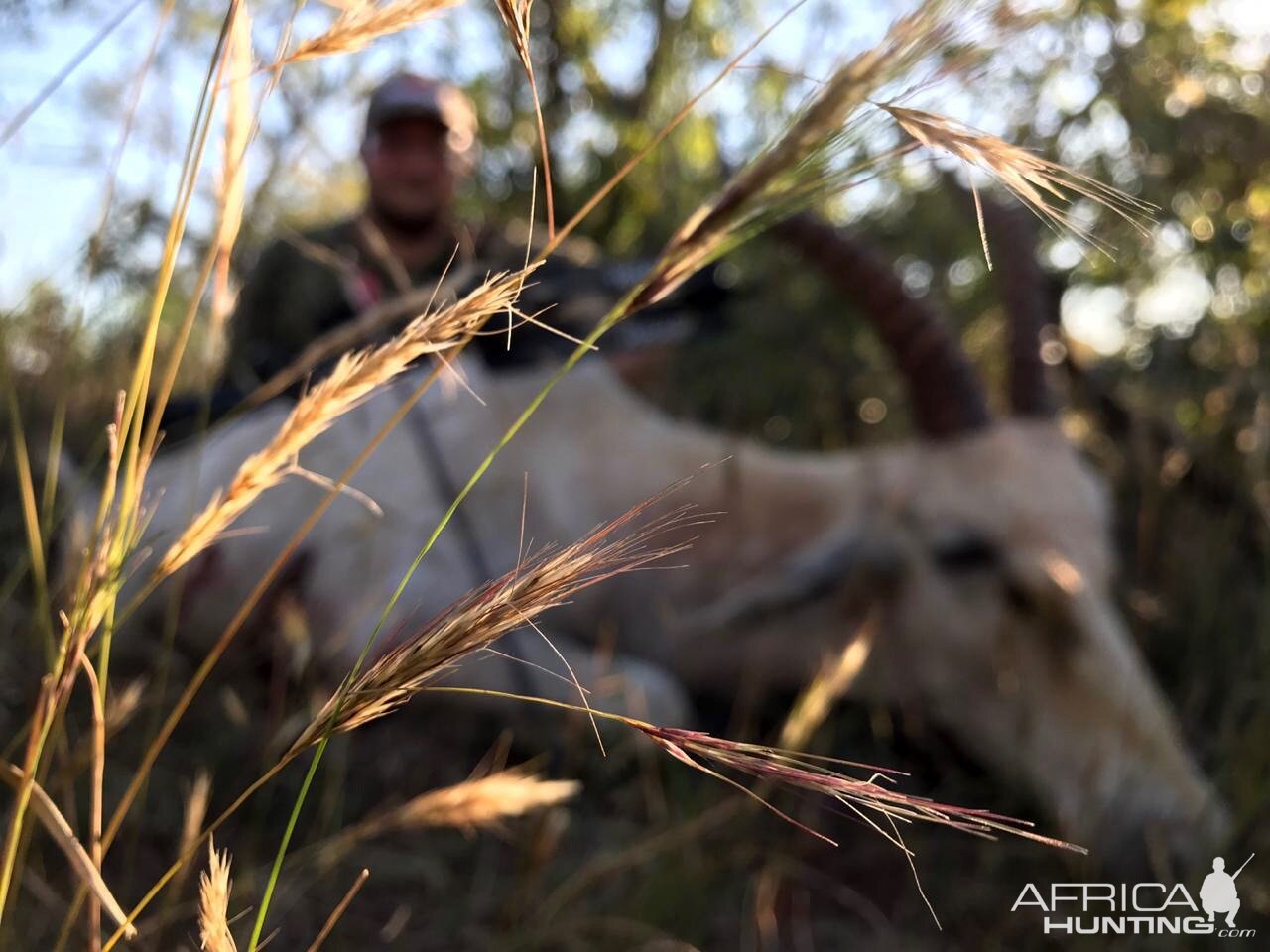 White Blesbuck “Damaliscus Pygargus Phillipsi” Bowhunting South Africa