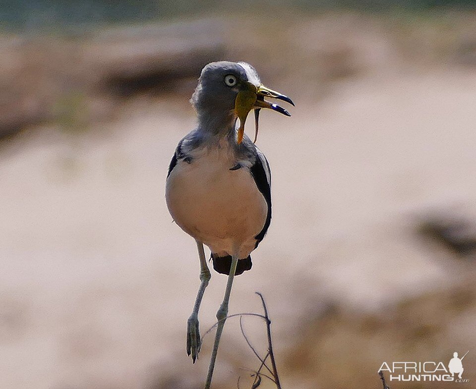 White-crowned Lapwing Zamibia