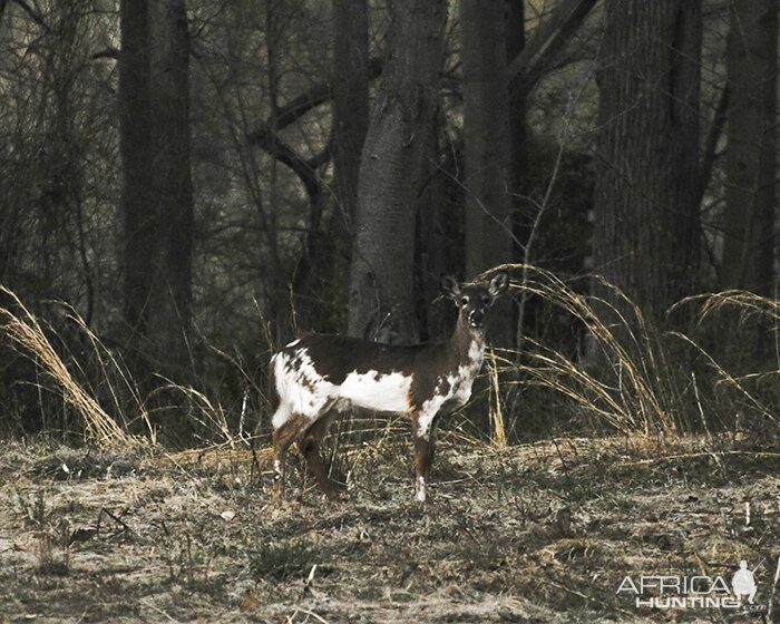 White Deer