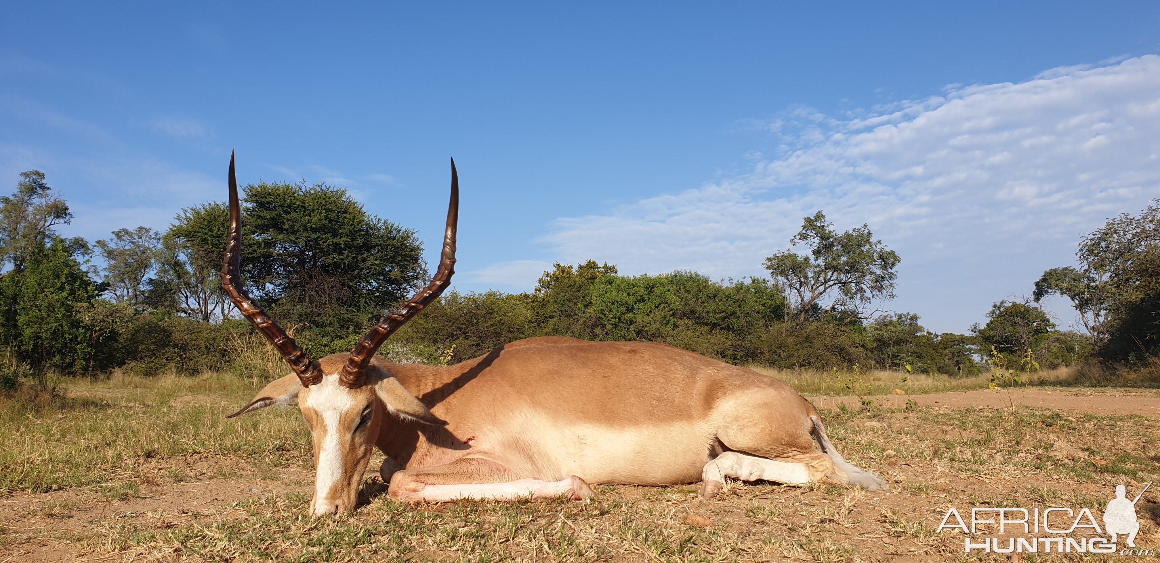 White Impala