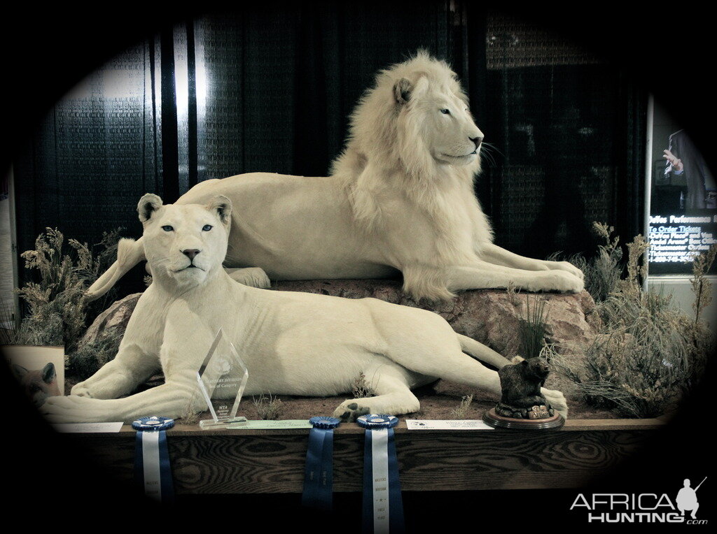 White Lion Full Mount Taxidermy