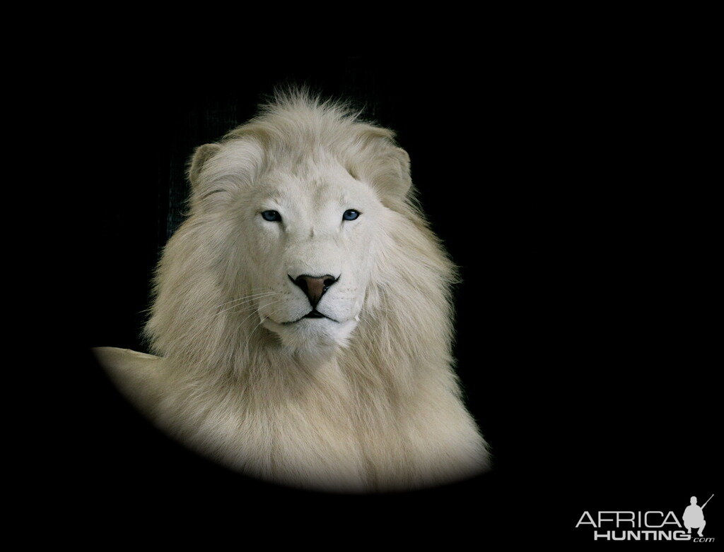 White Lion Full Mount Taxidermy